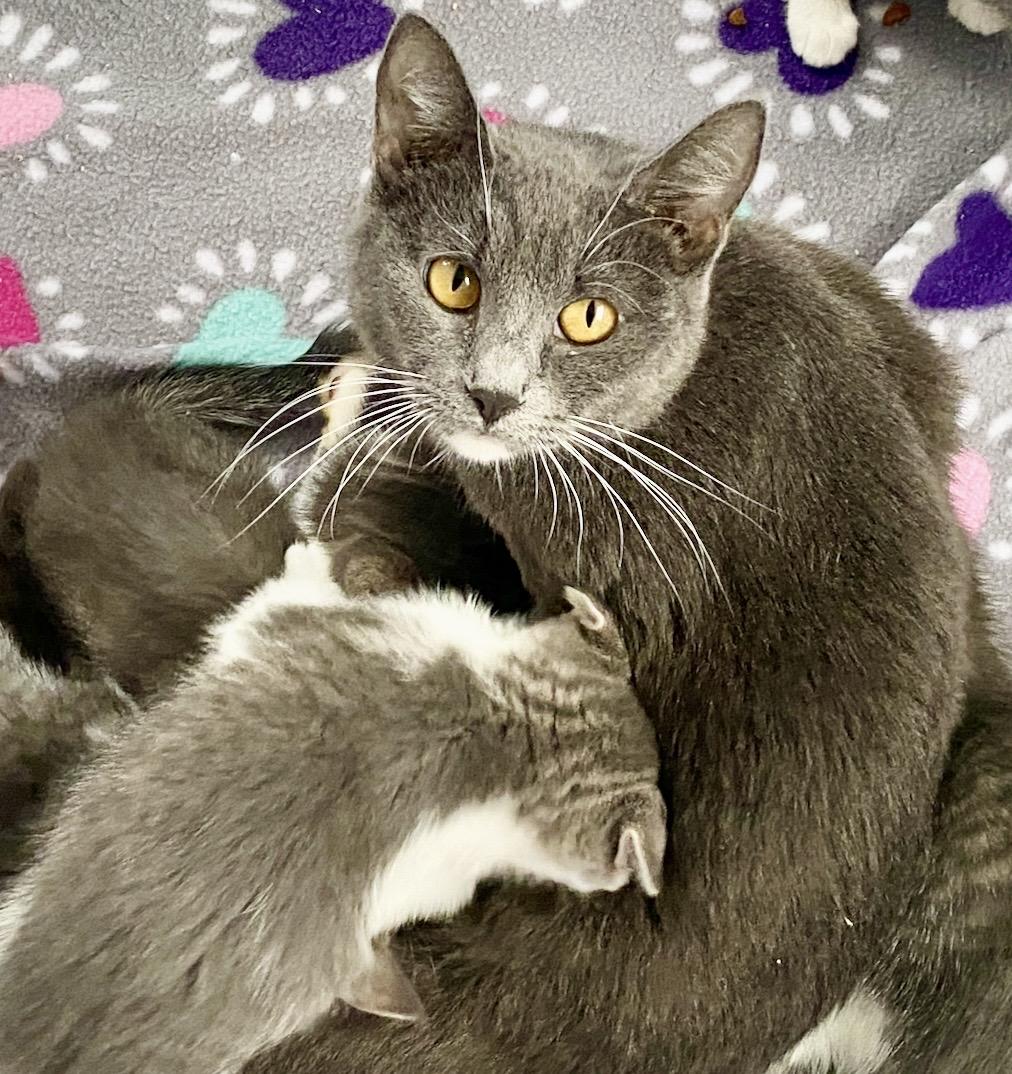 Enlarge Pandora, a ADOPTABLE Domestic Short Hair in Liverpool, NY image 2/6