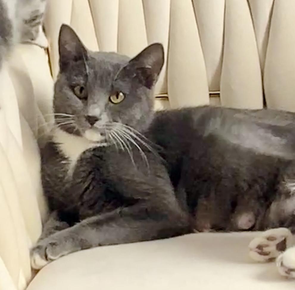 Enlarge Pandora, a ADOPTABLE Domestic Short Hair in Liverpool, NY image 4/6