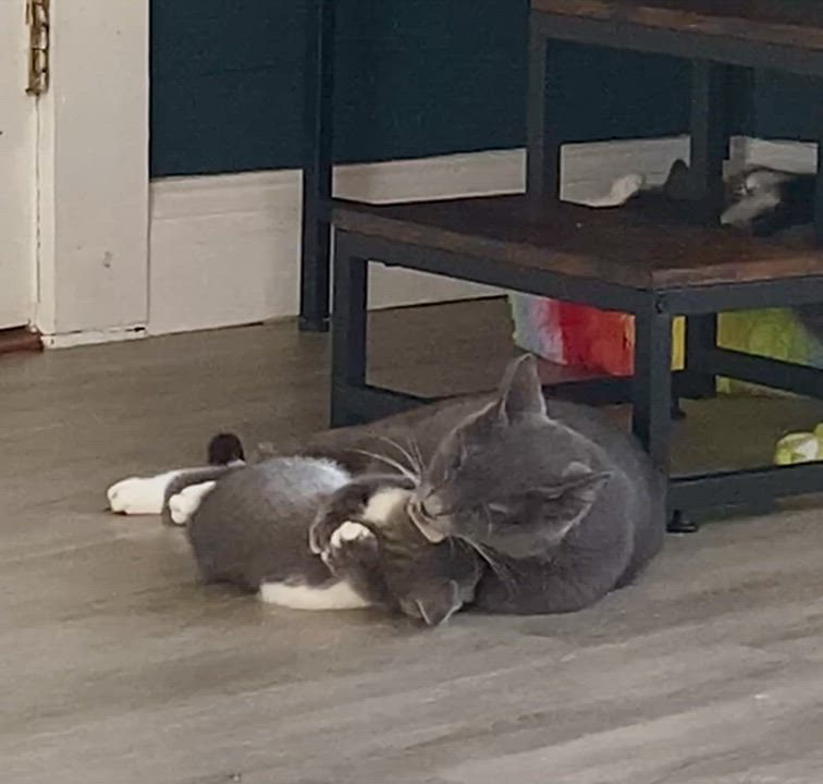 Enlarge Pandora, a ADOPTABLE Domestic Short Hair in Liverpool, NY video 6/6