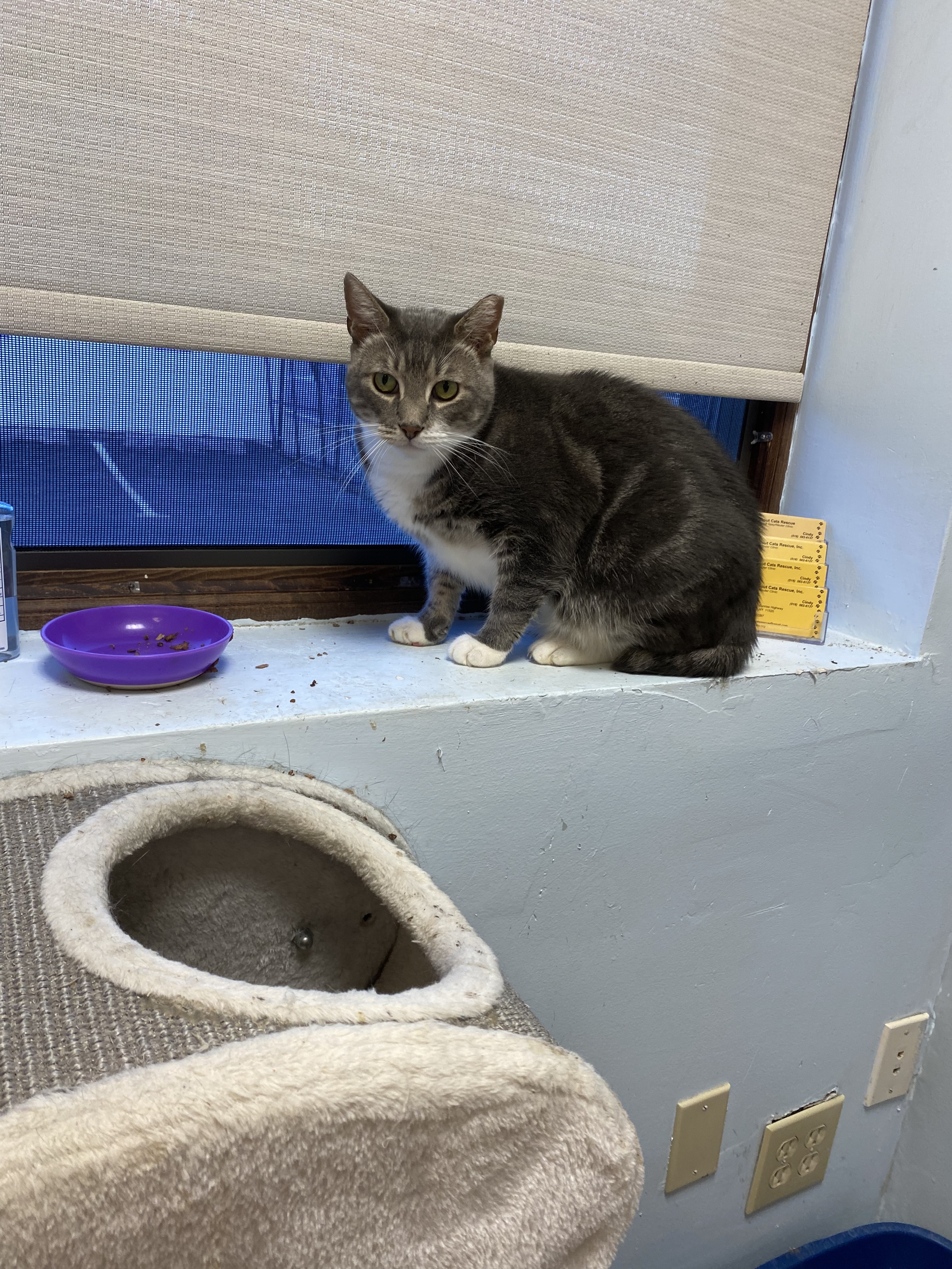 Pablo, a Adoptable Domestic Short Hair in Freeport, NY image 1/8