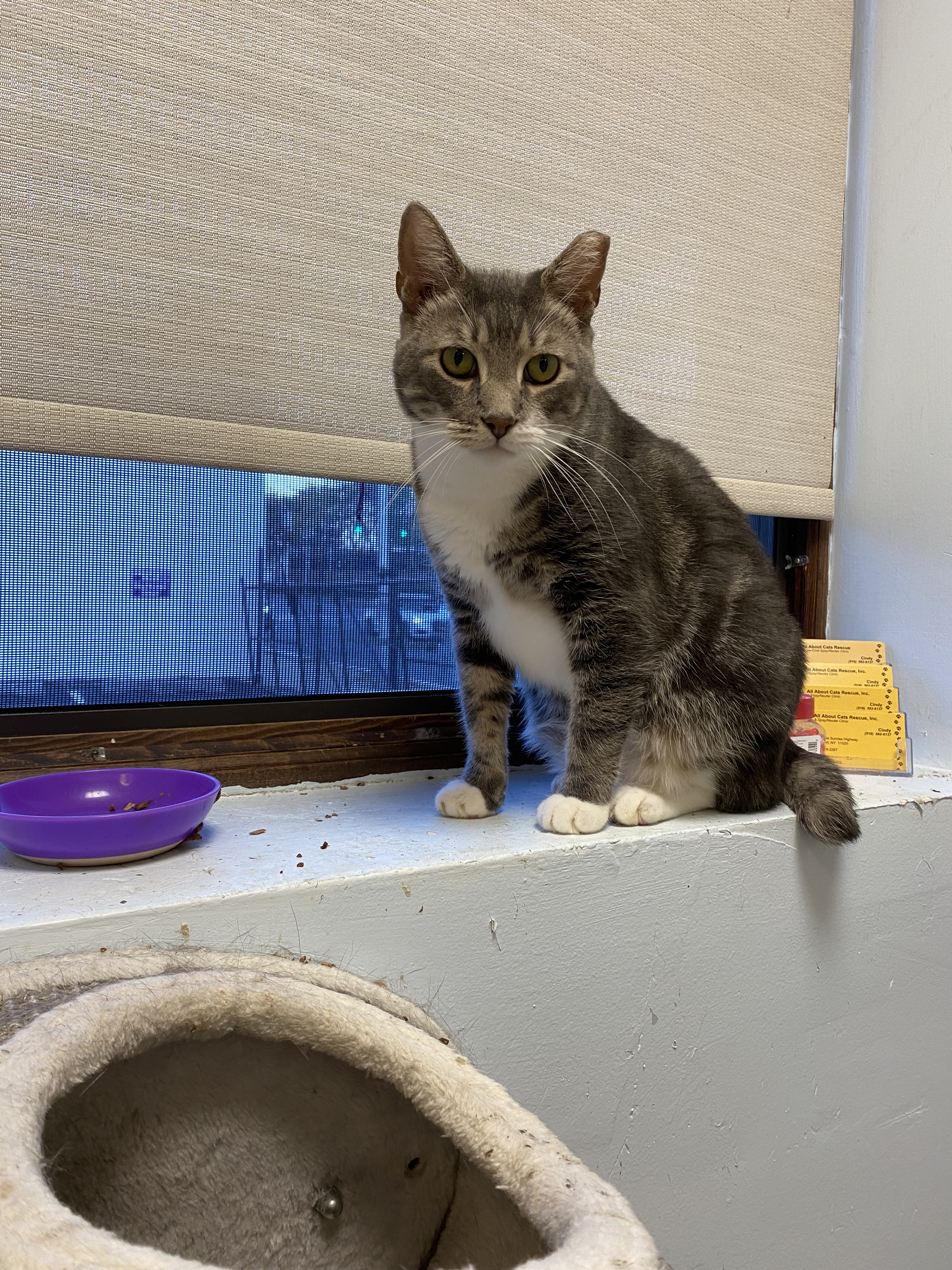 Pablo, a Adoptable Domestic Short Hair in Freeport, NY image 2/8