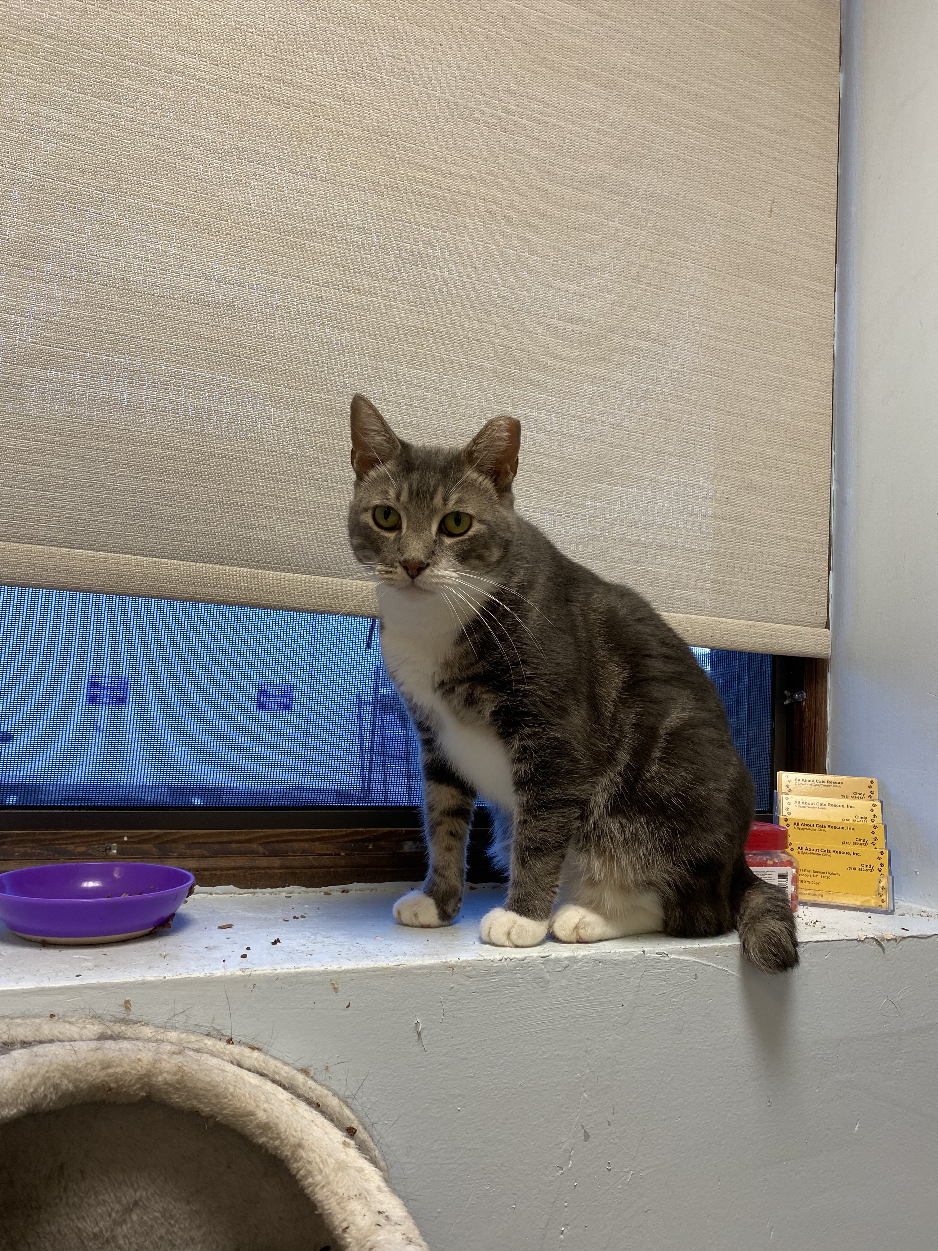 Pablo, a Adoptable Domestic Short Hair in Freeport, NY image 3/8