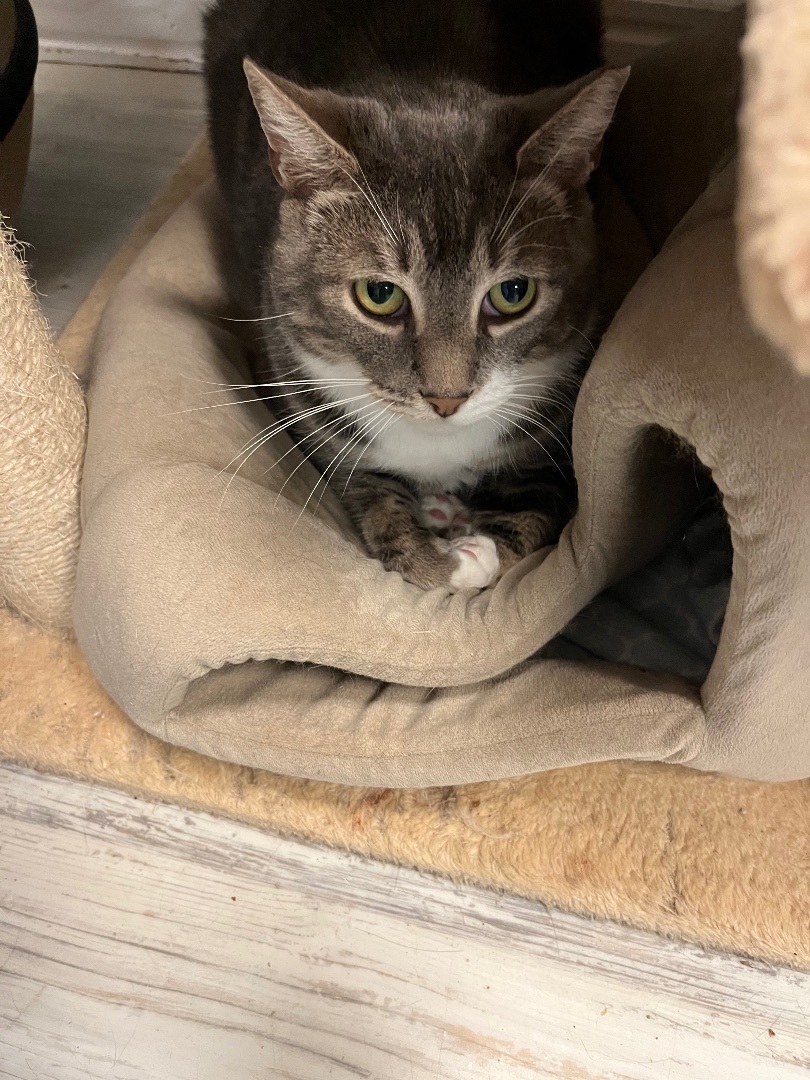 Pablo, a Adoptable Domestic Short Hair in Freeport, NY image 4/8