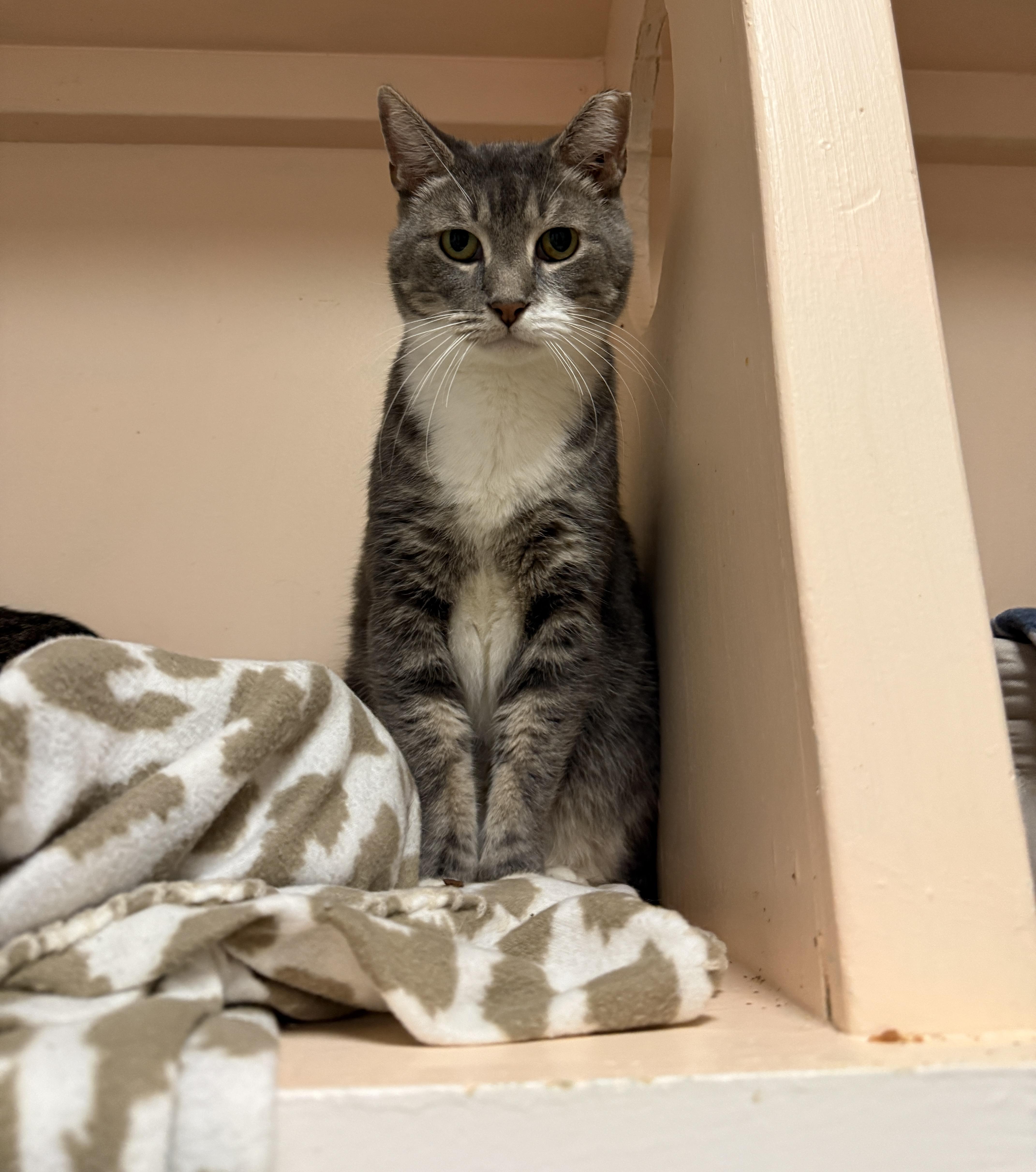 Enlarge Pablo, a Adoptable Domestic Short Hair in Freeport, NY image 1/5