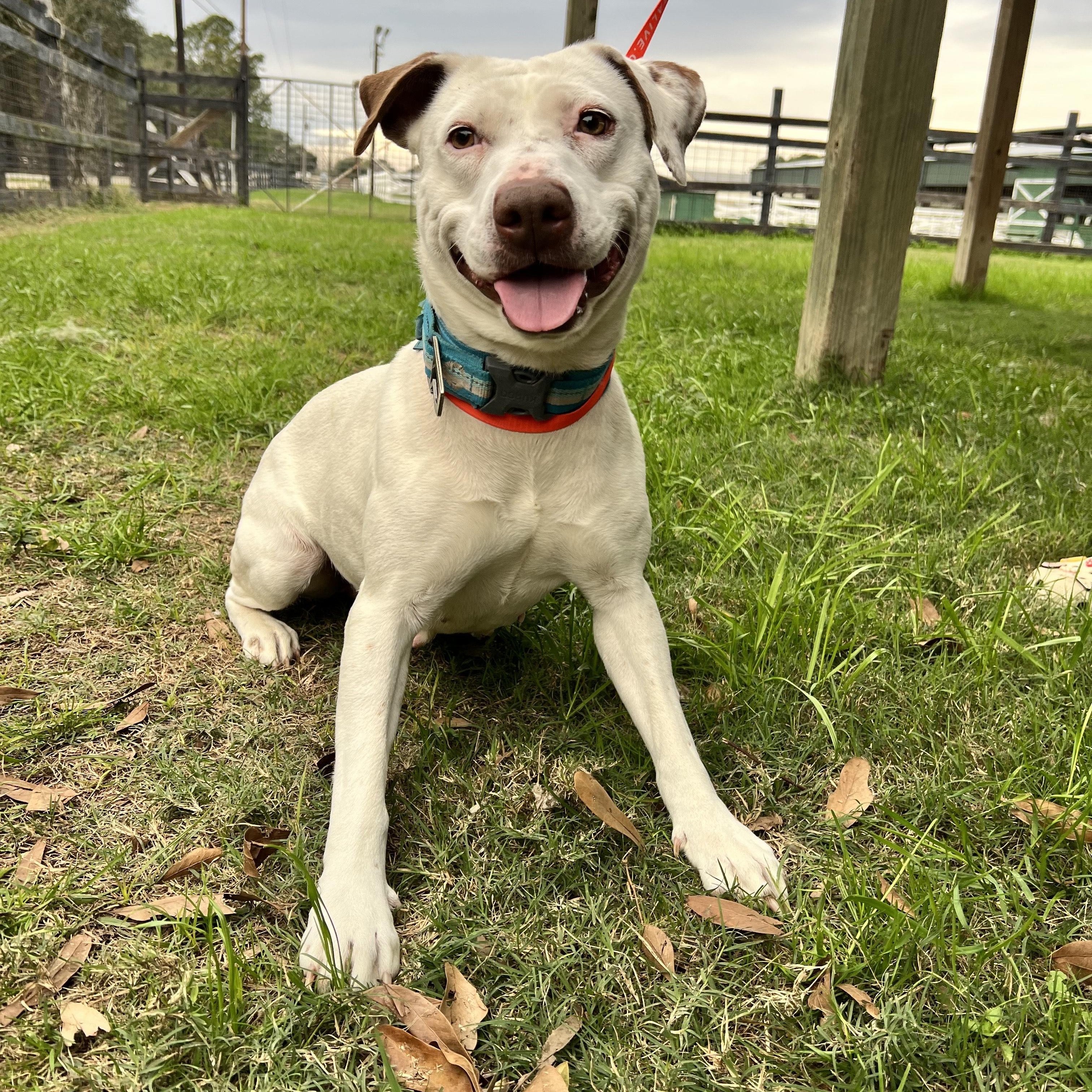 Enlarge Janice Joplin, a Adoptable mixed breed in COLUMBUS, NC image 1/2