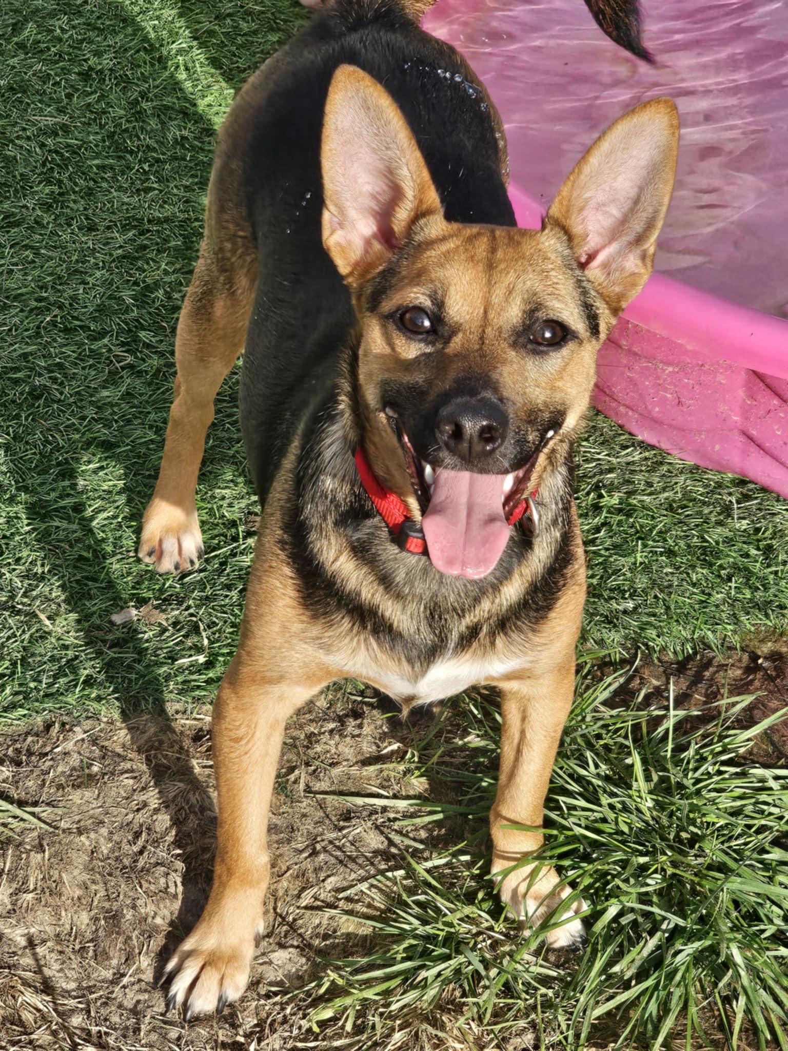 Enlarge Foxy, a Adoptable mixed breed in Lindstrom , MN image 1/1