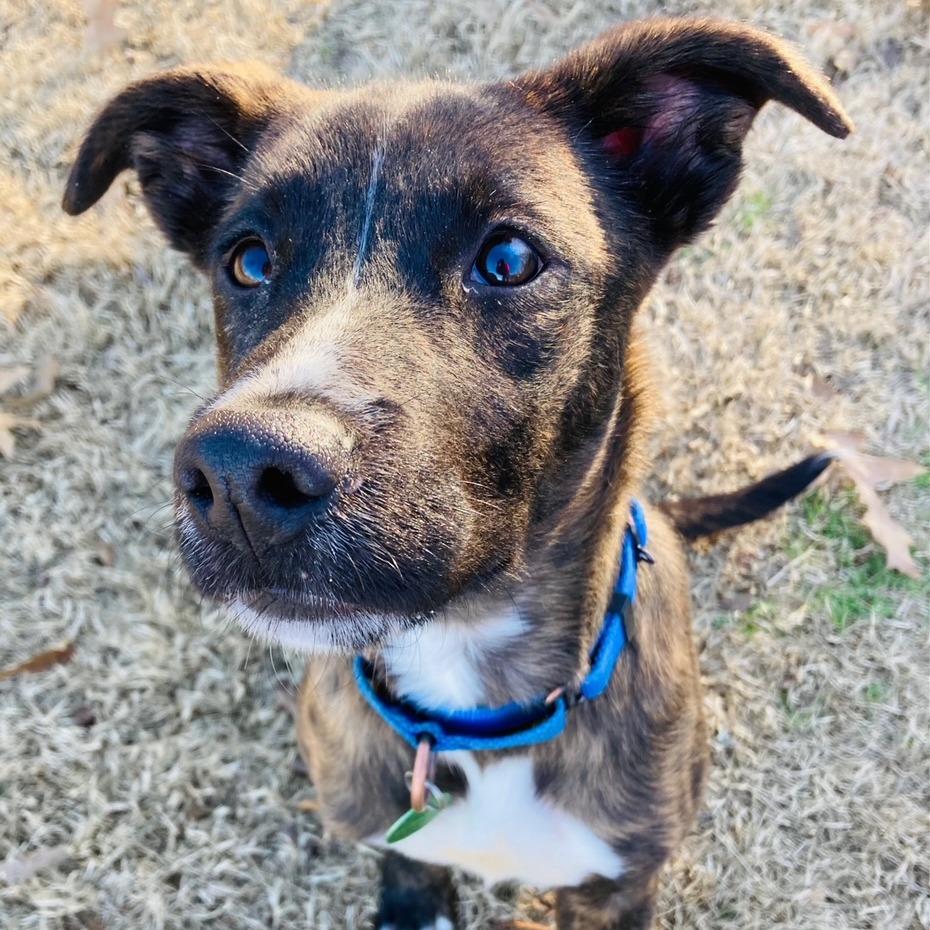 Enlarge Biscotti, a Adoptable mixed breed in Cabot, AR image 1/6
