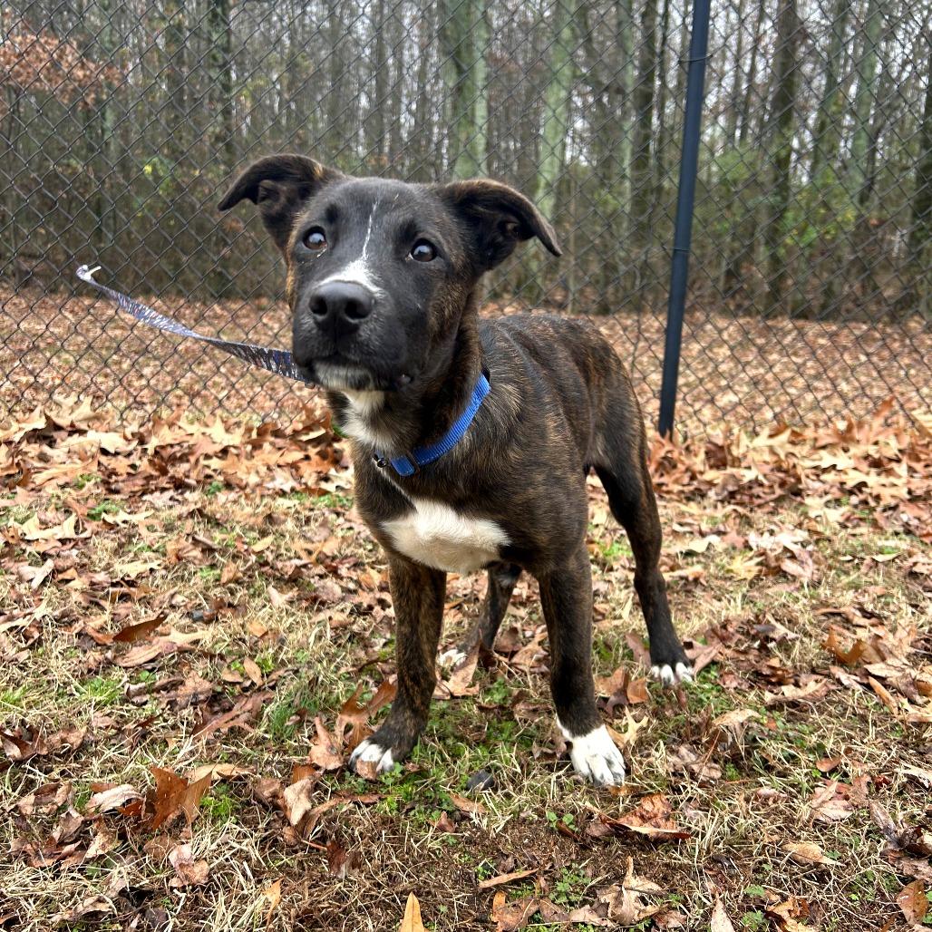 Enlarge Biscotti, a Adoptable mixed breed in Cabot, AR image 2/6