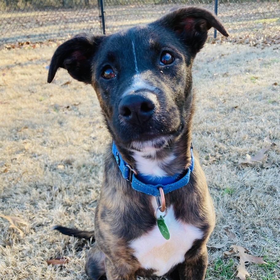 Enlarge Biscotti, a Adoptable mixed breed in Cabot, AR image 3/6