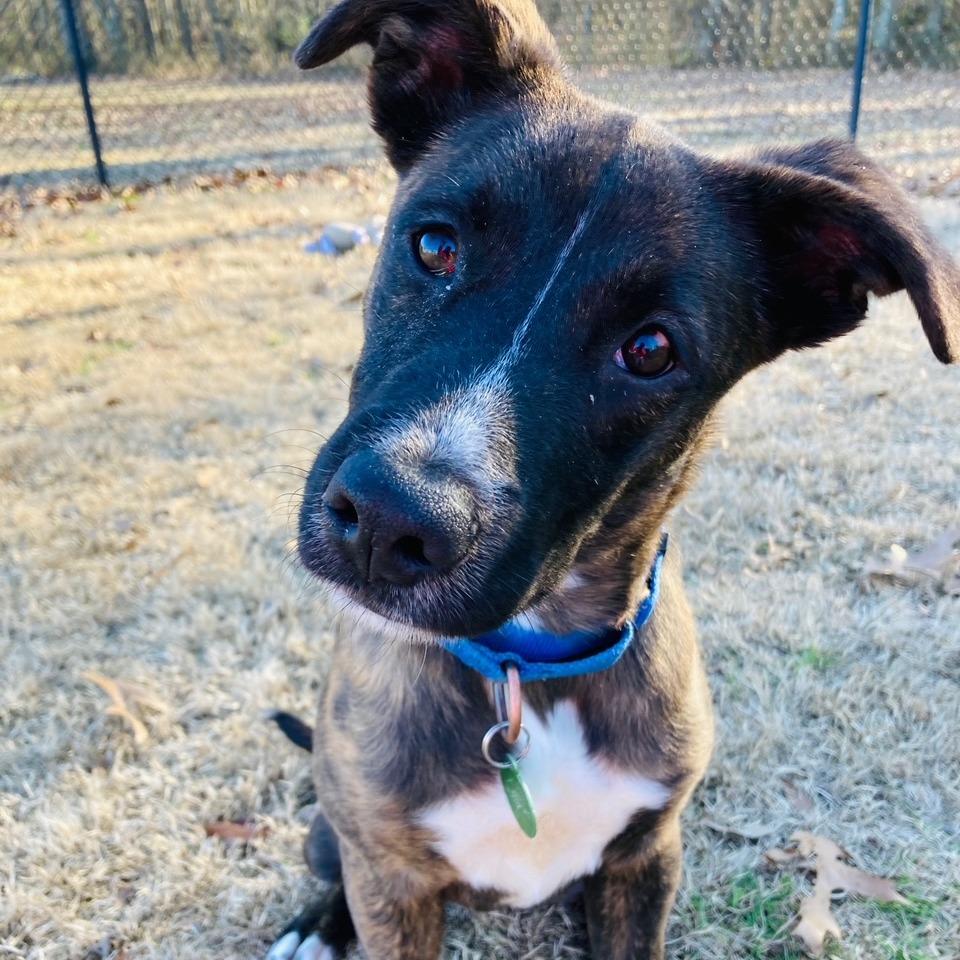 Enlarge Biscotti, a Adoptable mixed breed in Cabot, AR image 4/6