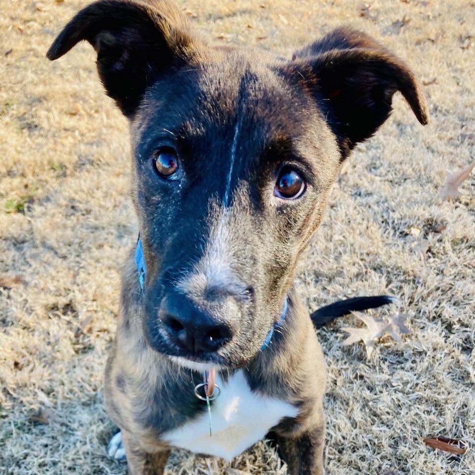 Enlarge Biscotti, a Adoptable mixed breed in Cabot, AR image 5/6