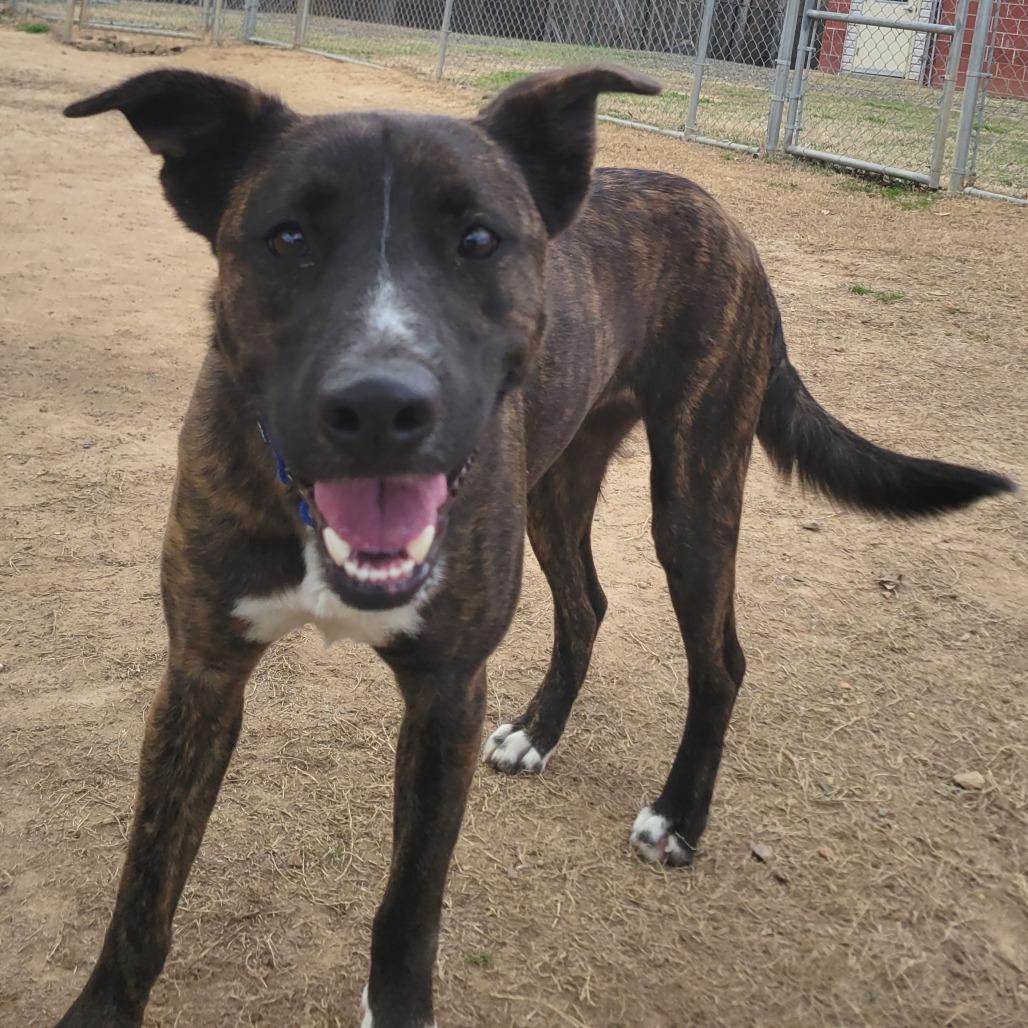 Enlarge Biscotti, a Adoptable mixed breed in Cabot, AR image 6/6