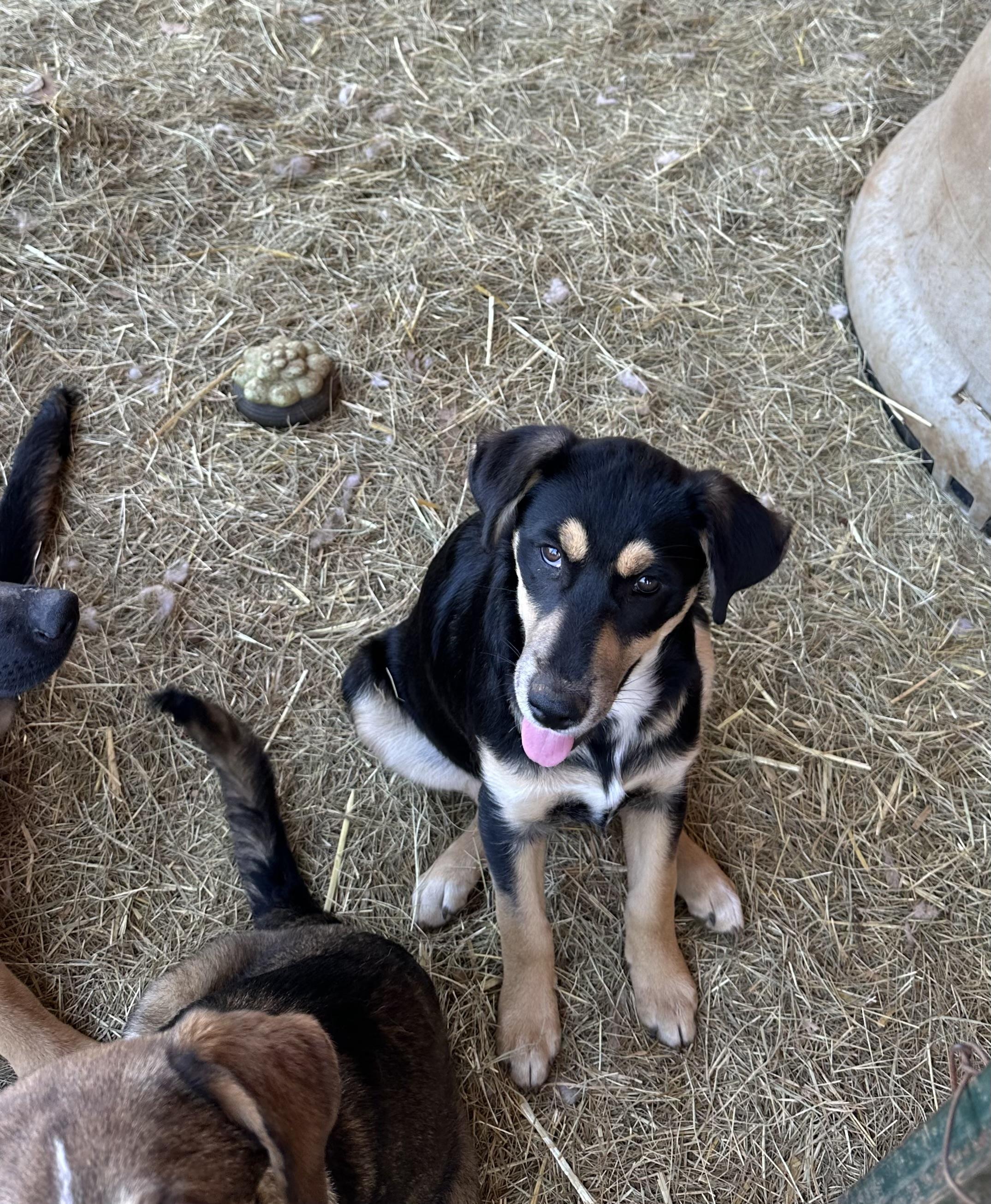 Jingle, a Adoptable mixed breed in Seguin, TX image 5/6