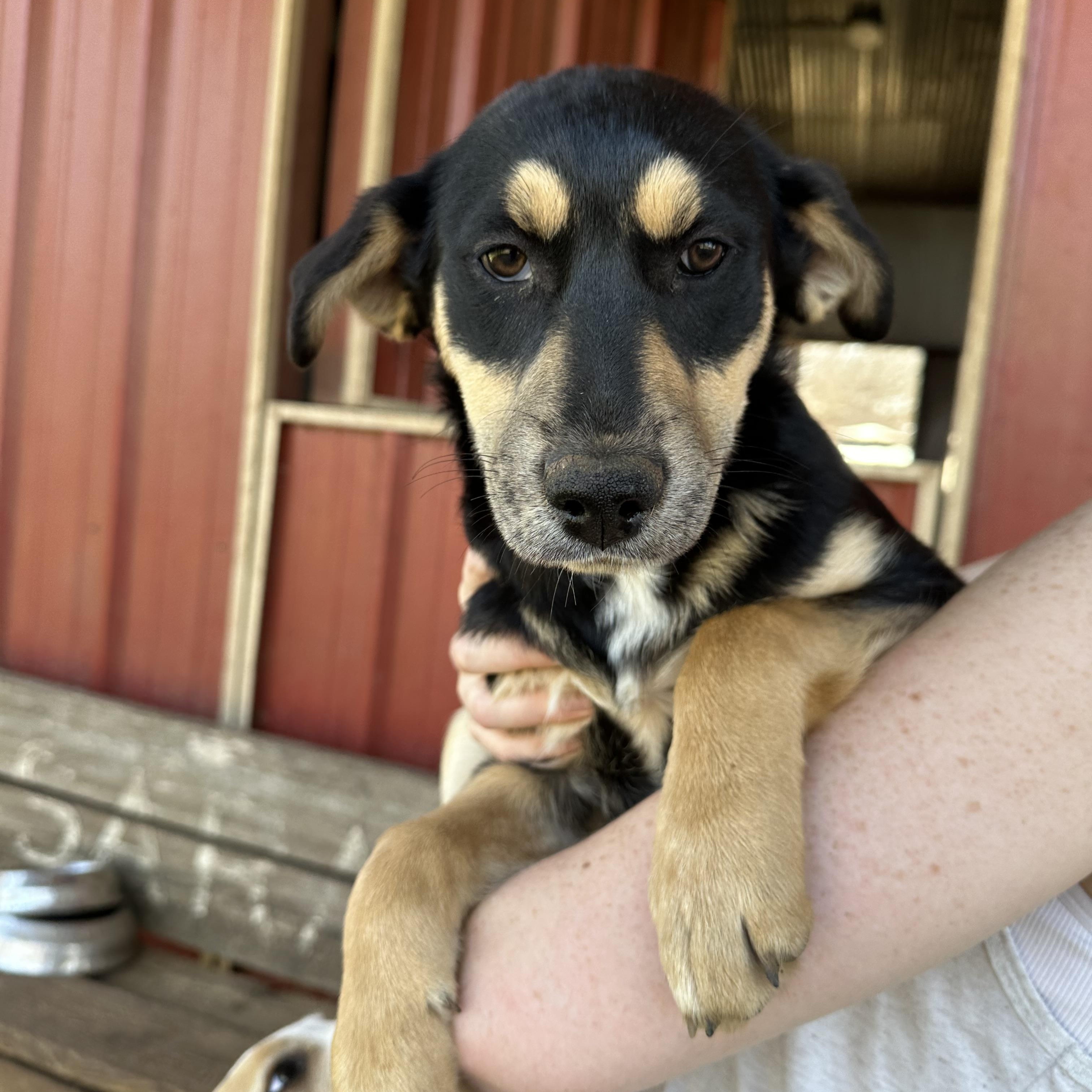 Jingle, a Adoptable mixed breed in Seguin, TX image 2/6