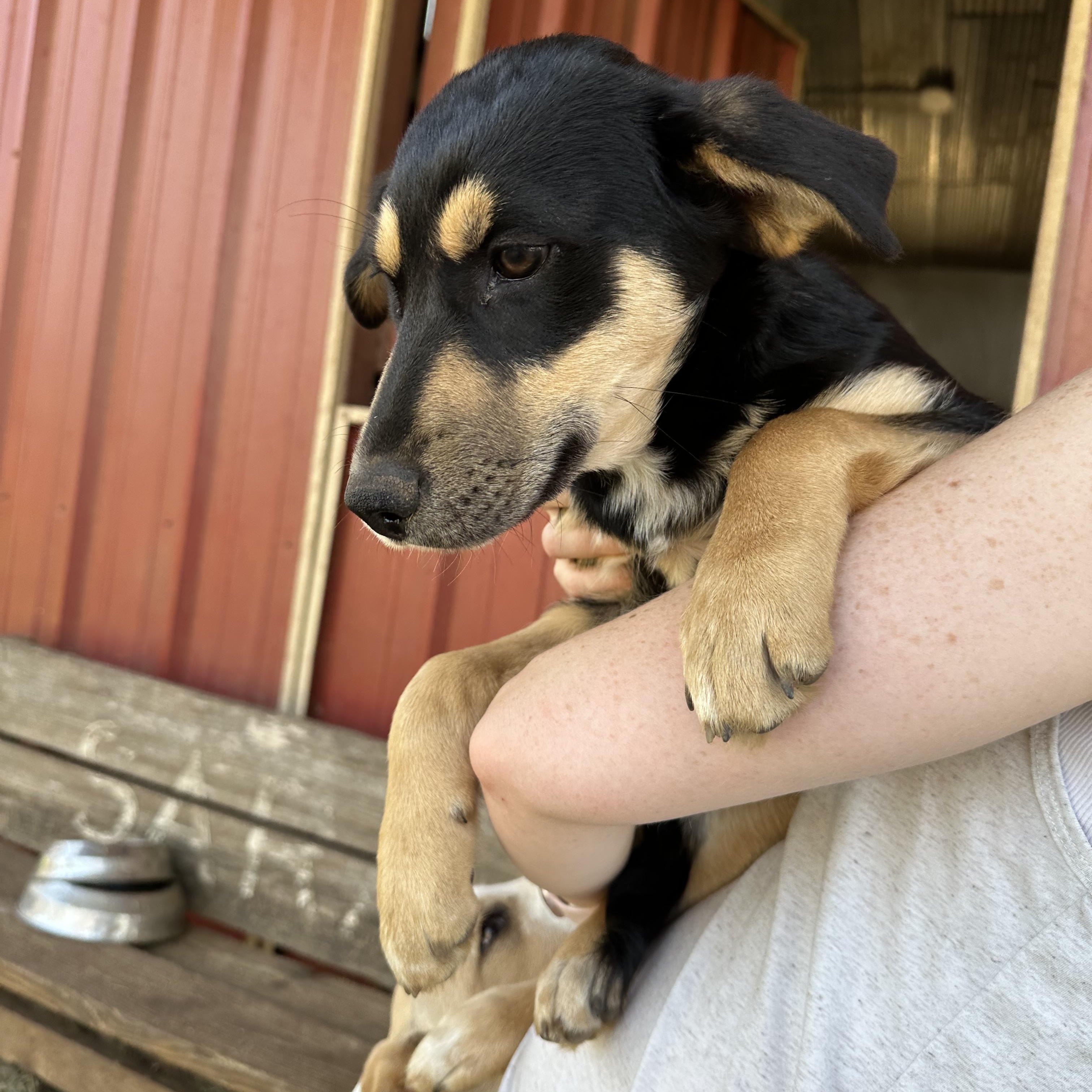 Jingle, a Adoptable mixed breed in Seguin, TX image 4/6