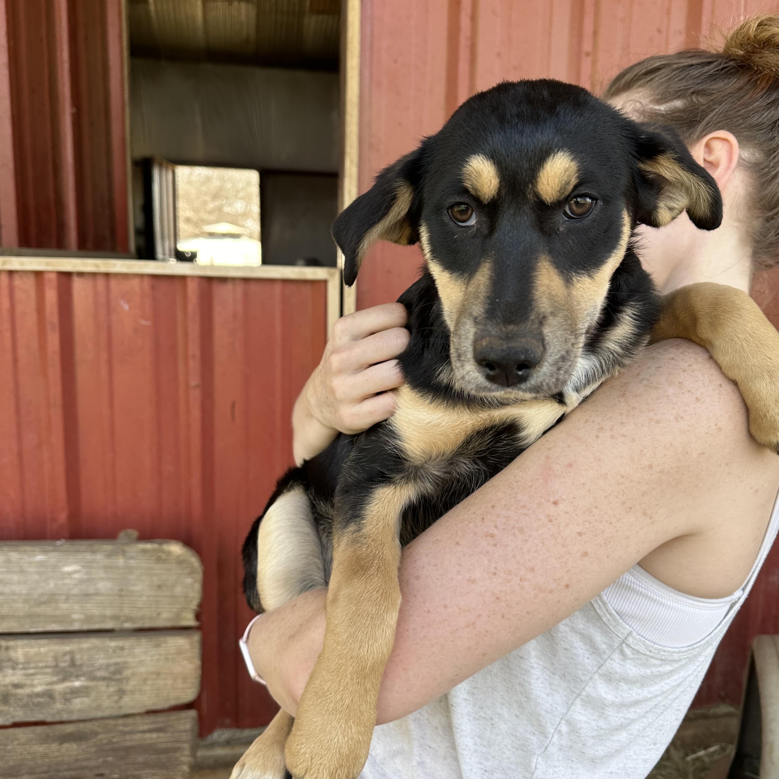 Jingle, a Adoptable mixed breed in Seguin, TX image 1/6