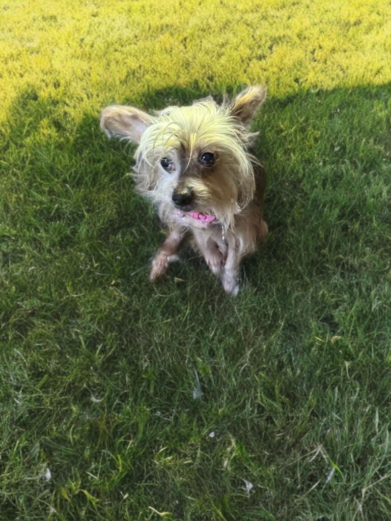 Gabriella, a ADOPTABLE Chinese Crested Dog in San Antonio, TX image 5/5