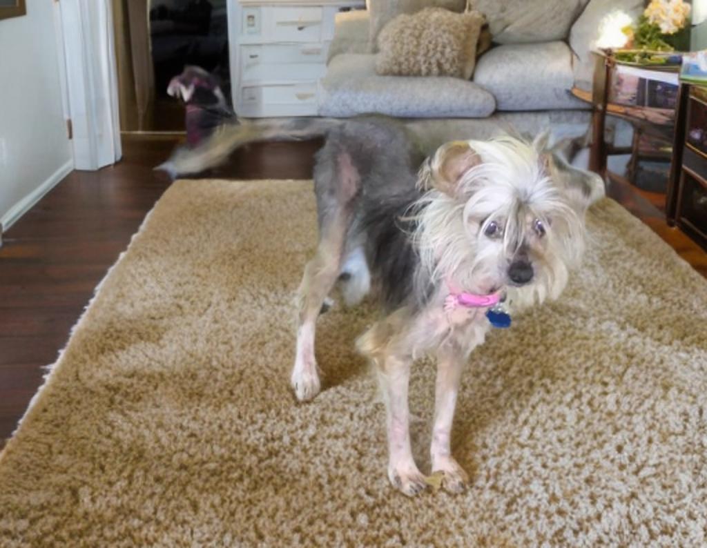 Gabriella, a ADOPTABLE Chinese Crested Dog in San Antonio, TX image 3/5