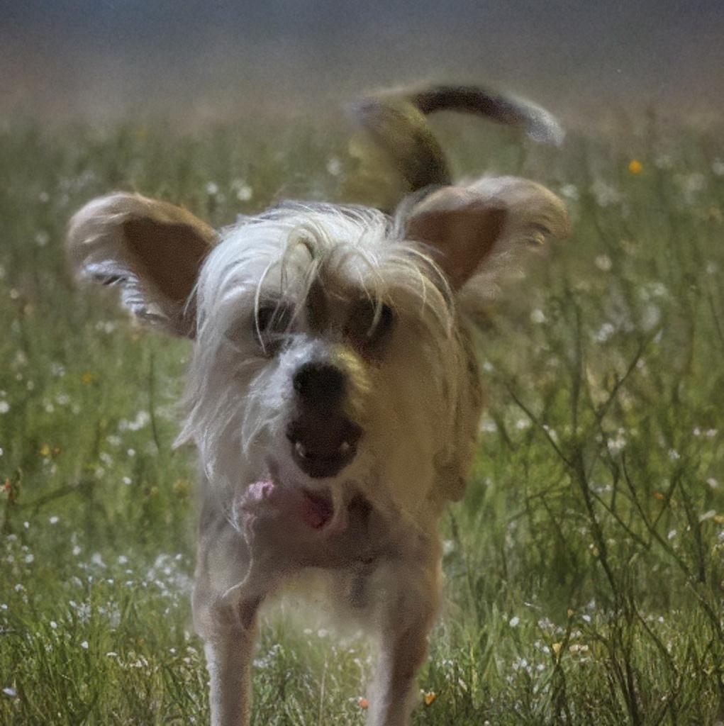 Gabriella, a ADOPTABLE Chinese Crested Dog in San Antonio, TX image 2/5