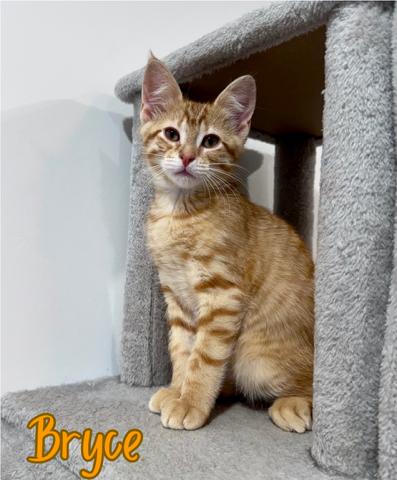 Enlarge Bryce, an adopted Domestic Short Hair in Lacona, NY image 4/4