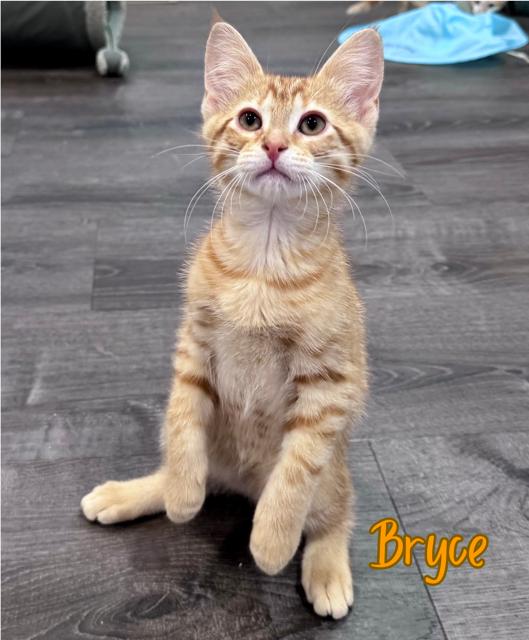 Enlarge Bryce, an adopted Domestic Short Hair in Lacona, NY image 3/4