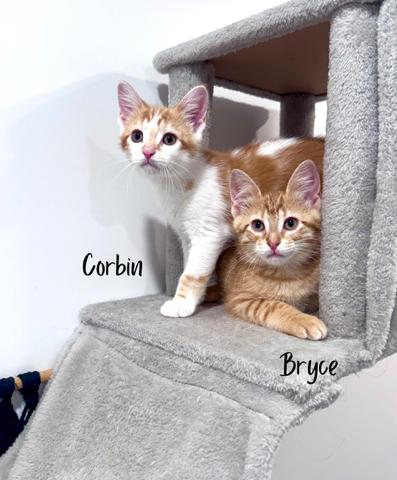 Enlarge Bryce, an adopted Domestic Short Hair in Lacona, NY image 1/4