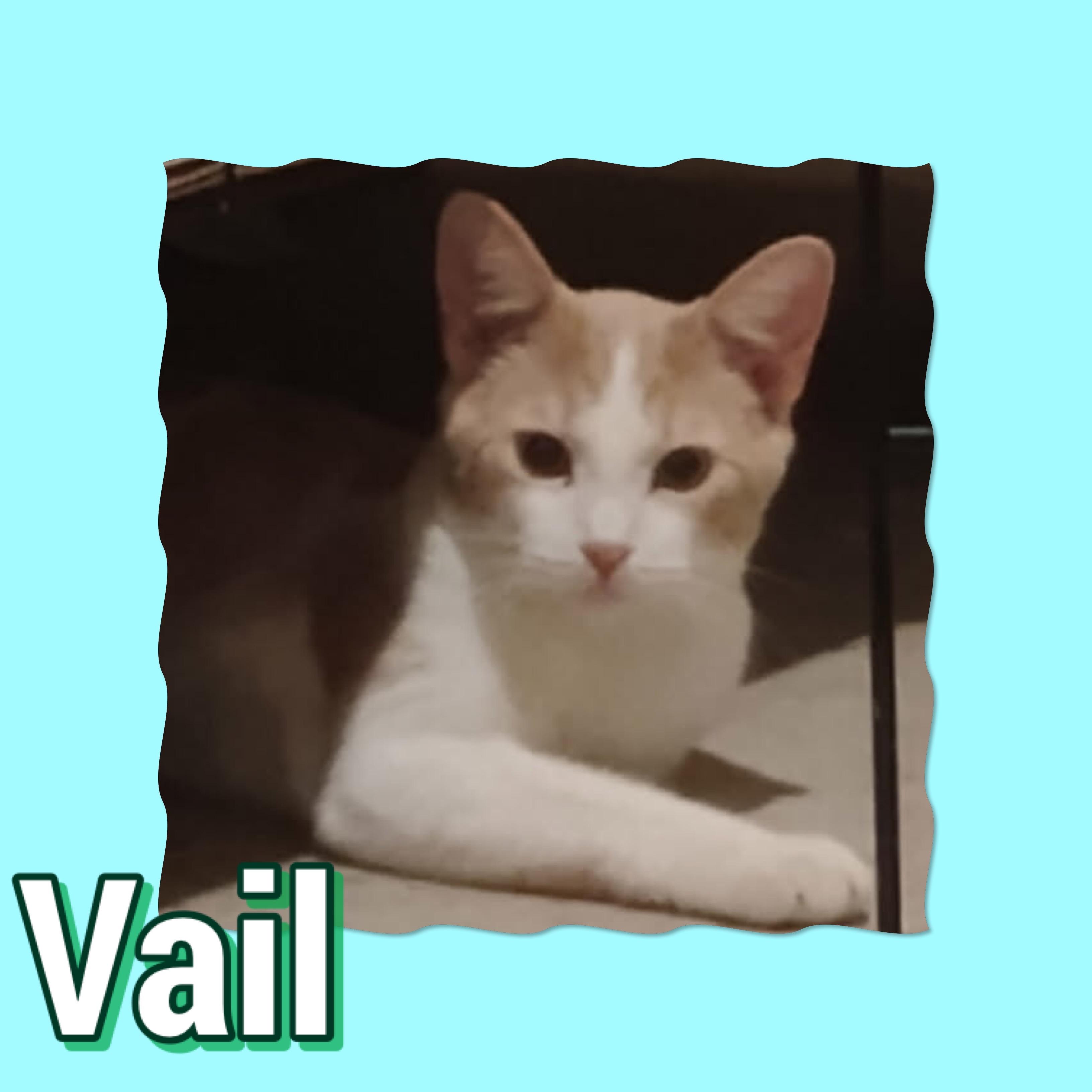 Vail, Adoptable, Young Male Domestic Short Hair.