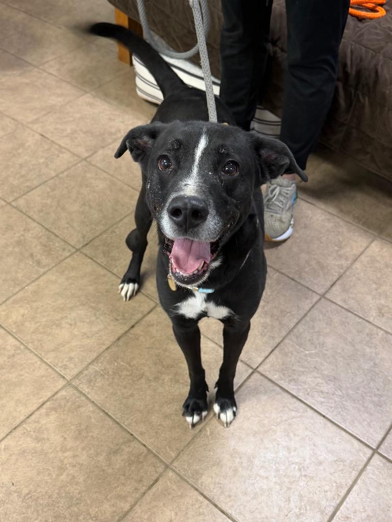 Enlarge Amara, a Adoptable mixed breed in Marion, OH image 1/4