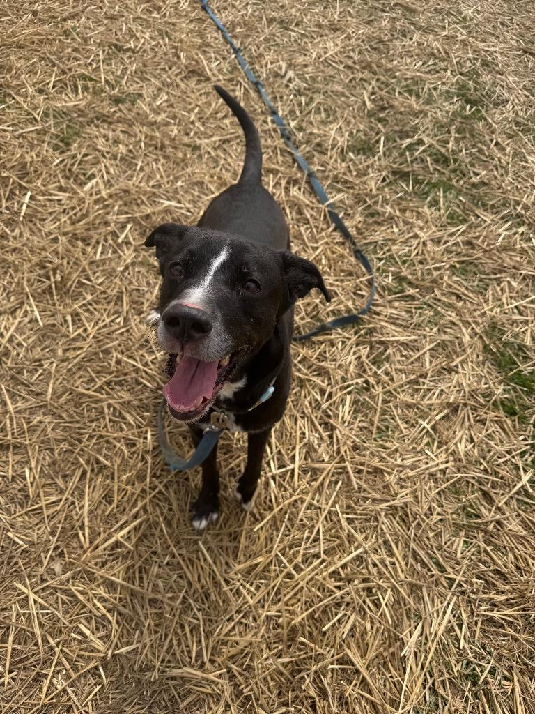 Enlarge Amara, a Adoptable mixed breed in Marion, OH image 1/2