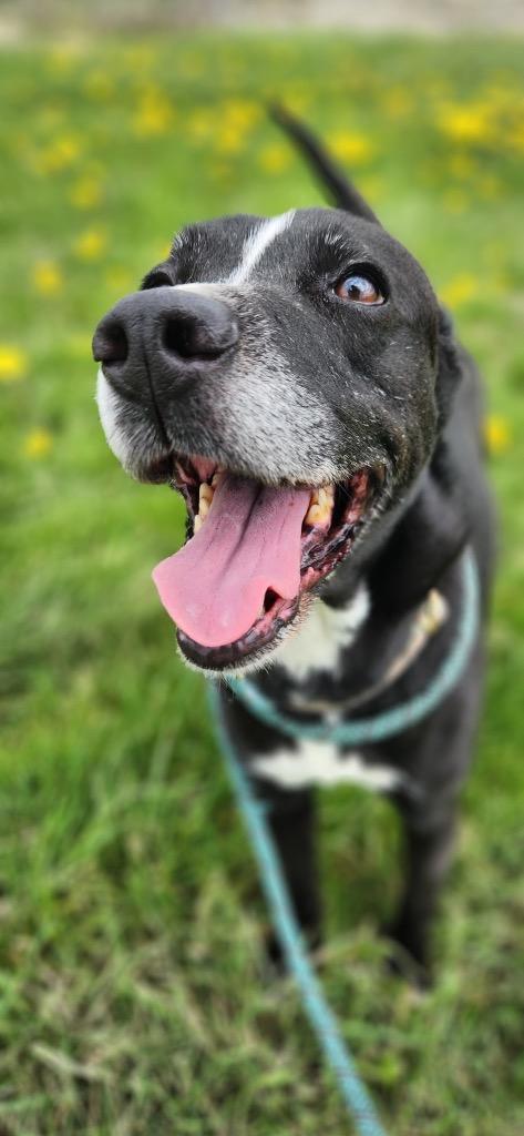 Enlarge Amara, a Adoptable mixed breed in Marion, OH image 3/4