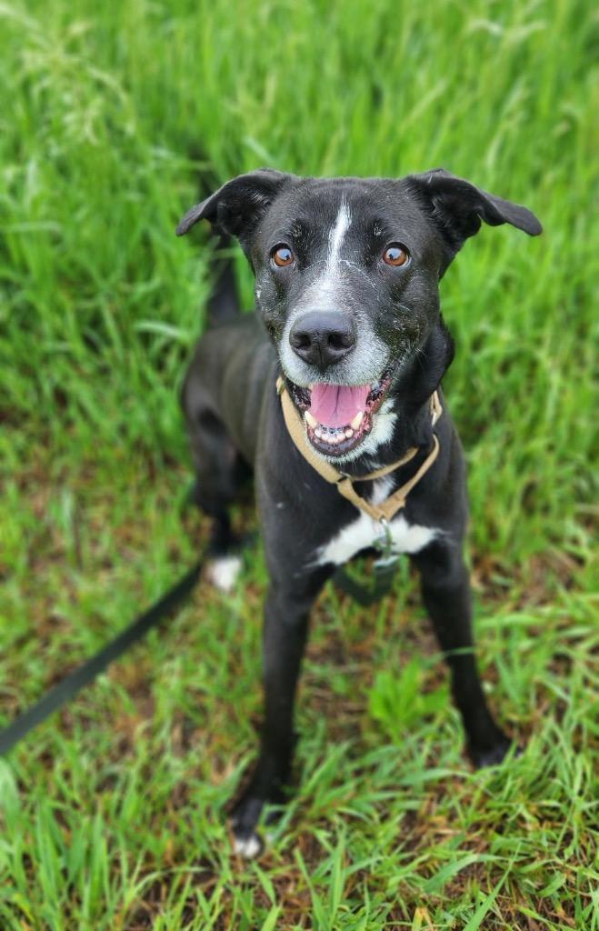 Amara, a Adoptable mixed breed in Marion, OH image 4/5