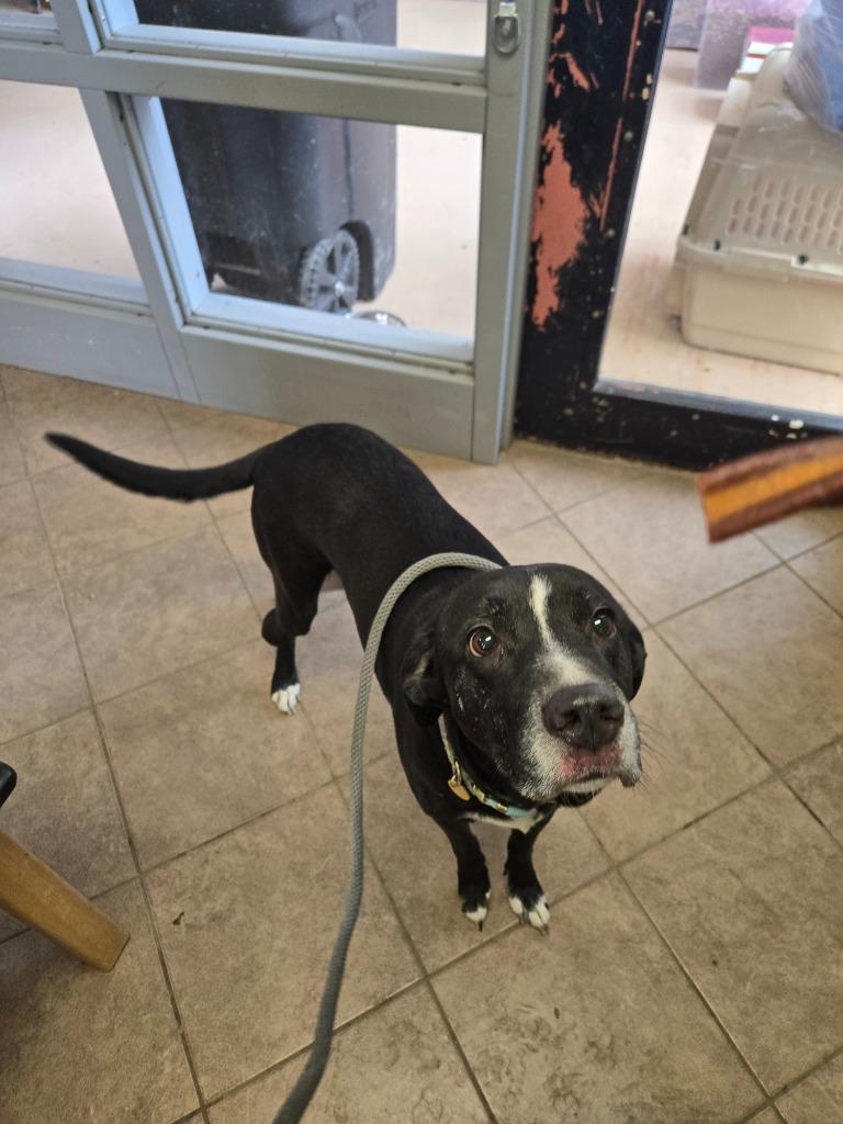 Enlarge Amara, a Adoptable mixed breed in Marion, OH image 2/2