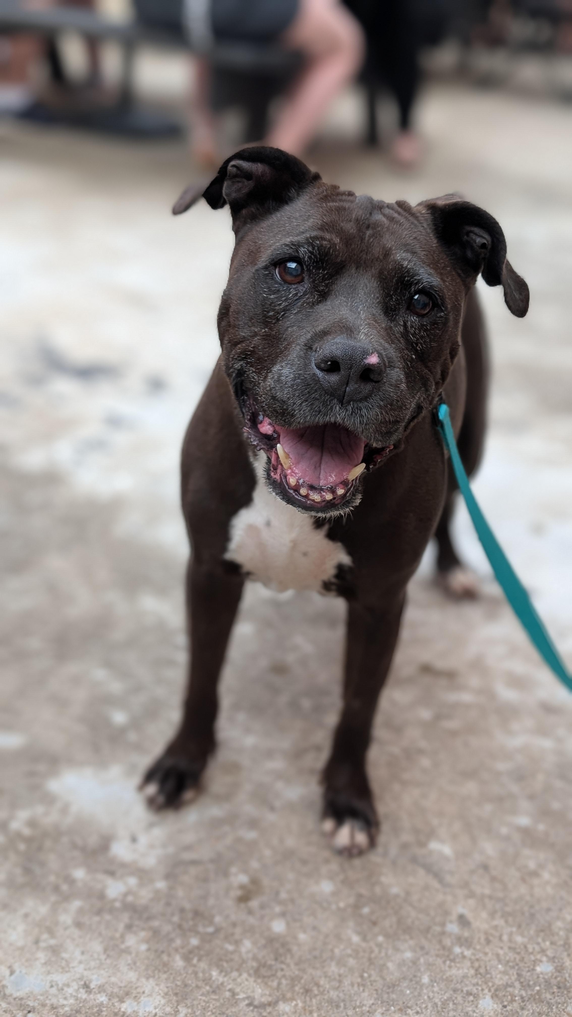 Velma, a ADOPTABLE Pit Bull Terrier in Joppa, AL image 1/4