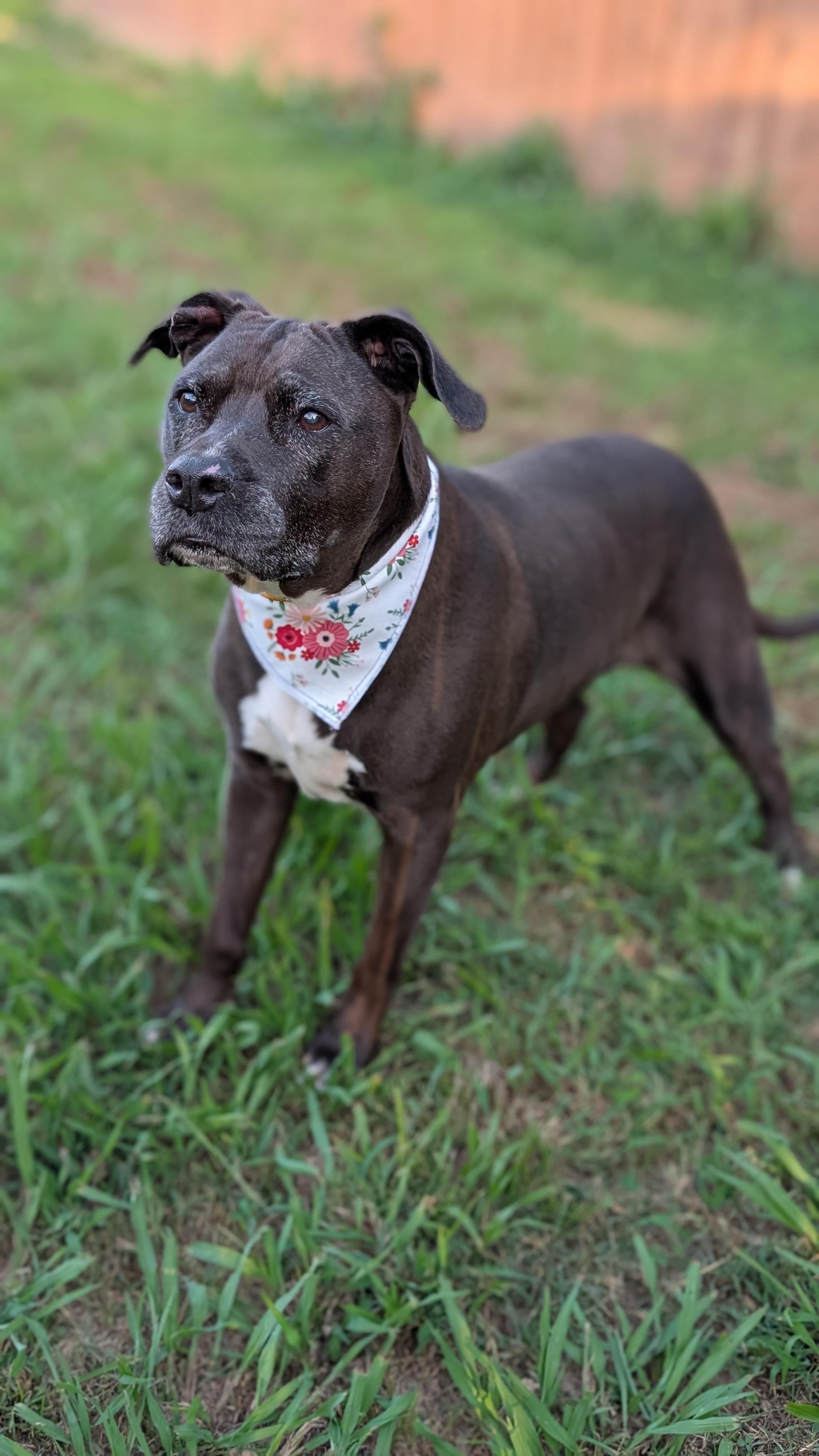 Enlarge Velma, a ADOPTABLE Pit Bull Terrier in Joppa, AL image 3/6