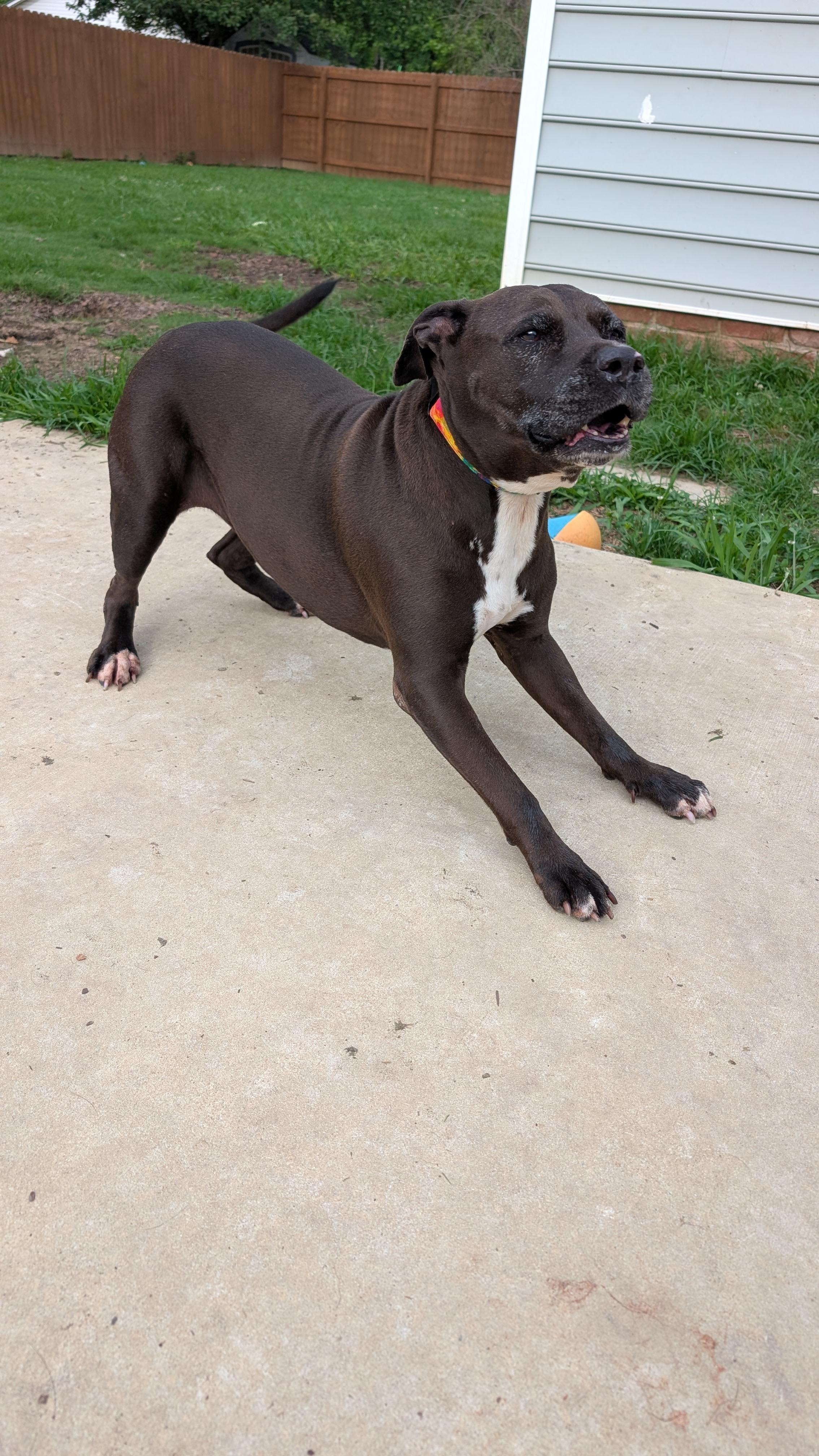 Velma, a ADOPTABLE Pit Bull Terrier in Joppa, AL image 2/4