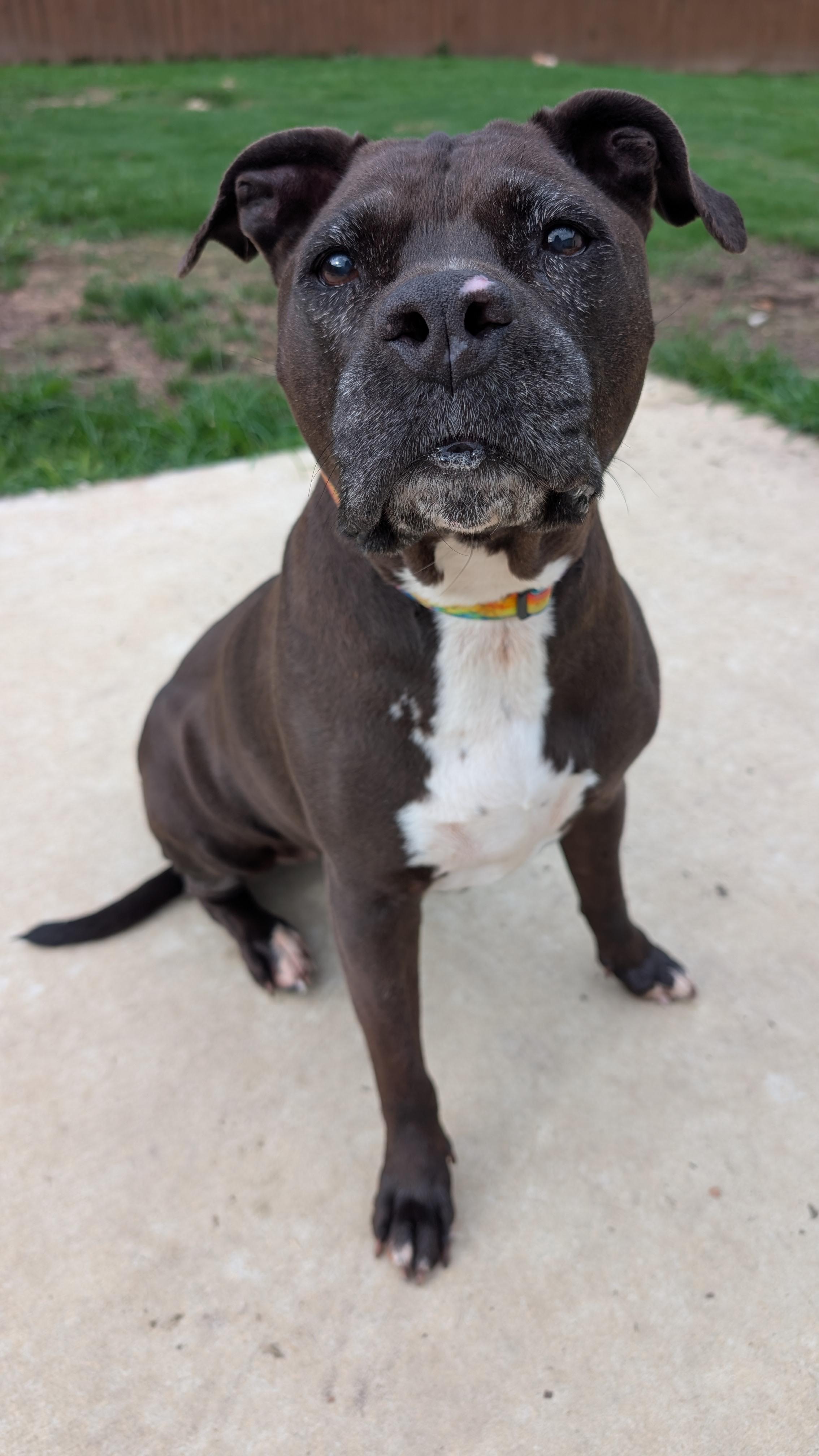 Velma, a ADOPTABLE Pit Bull Terrier in Joppa, AL image 3/4