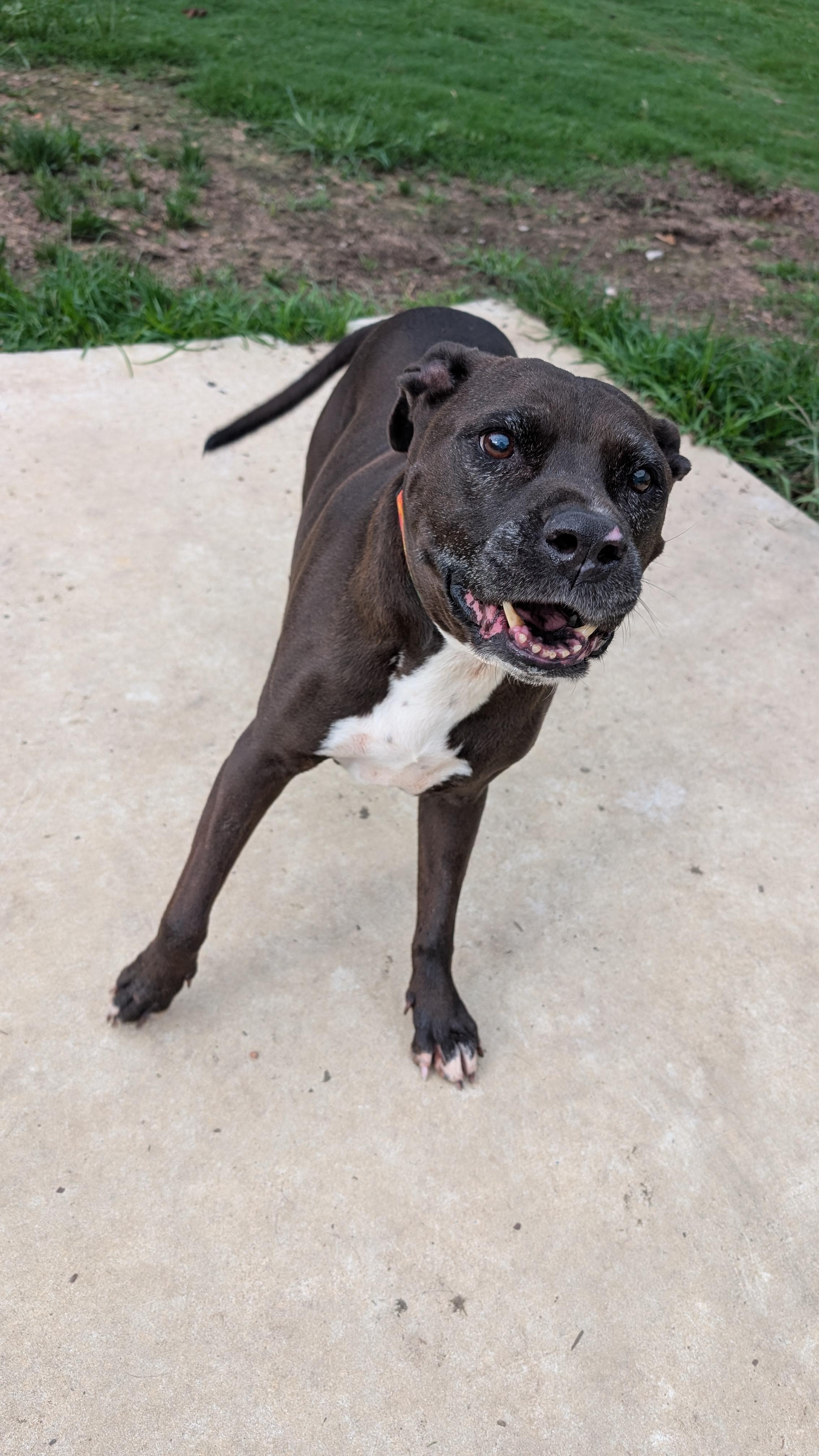 Velma, a ADOPTABLE Pit Bull Terrier in Joppa, AL image 4/4