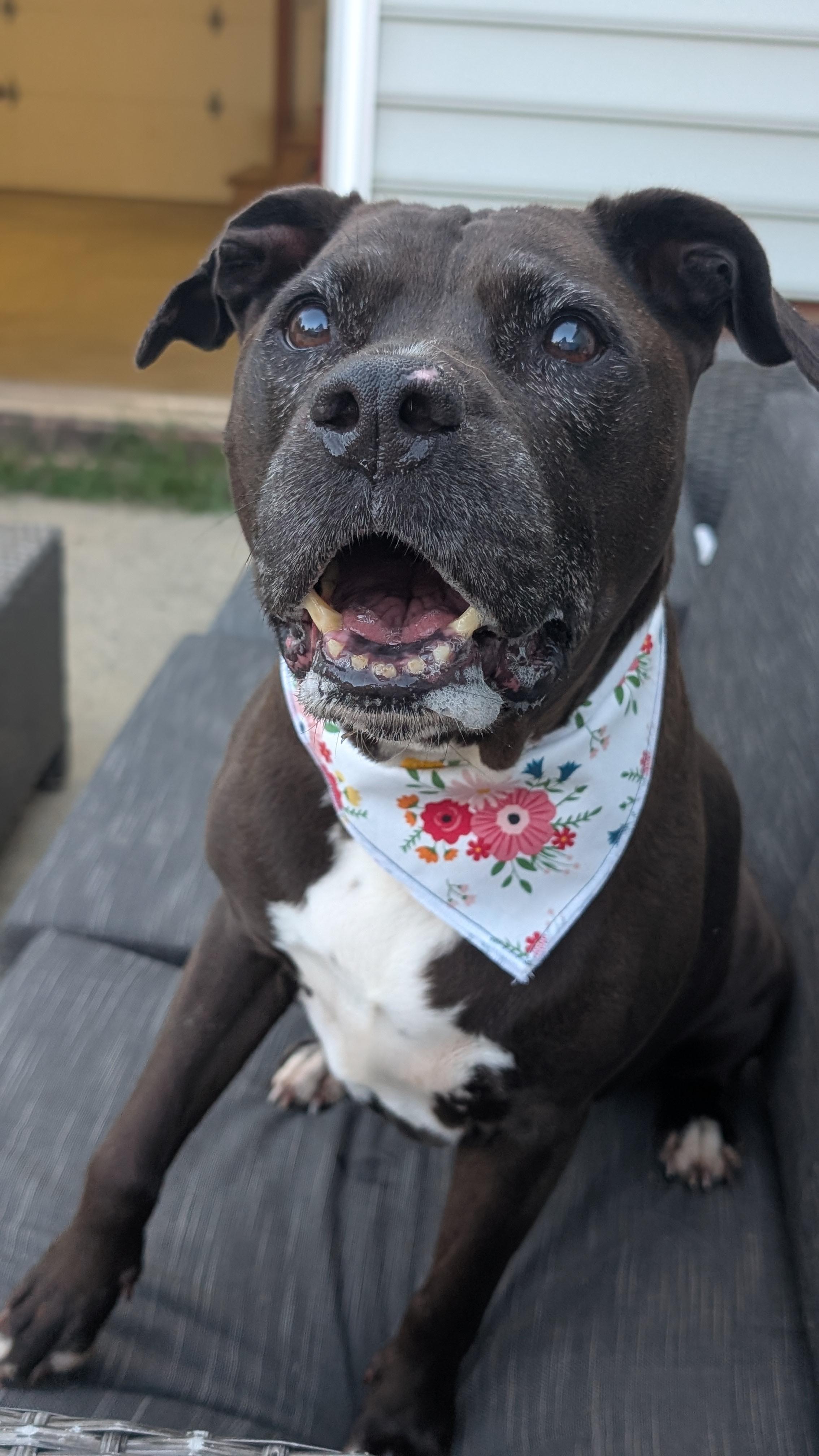 Enlarge Velma, a ADOPTABLE Pit Bull Terrier in Joppa, AL image 5/6