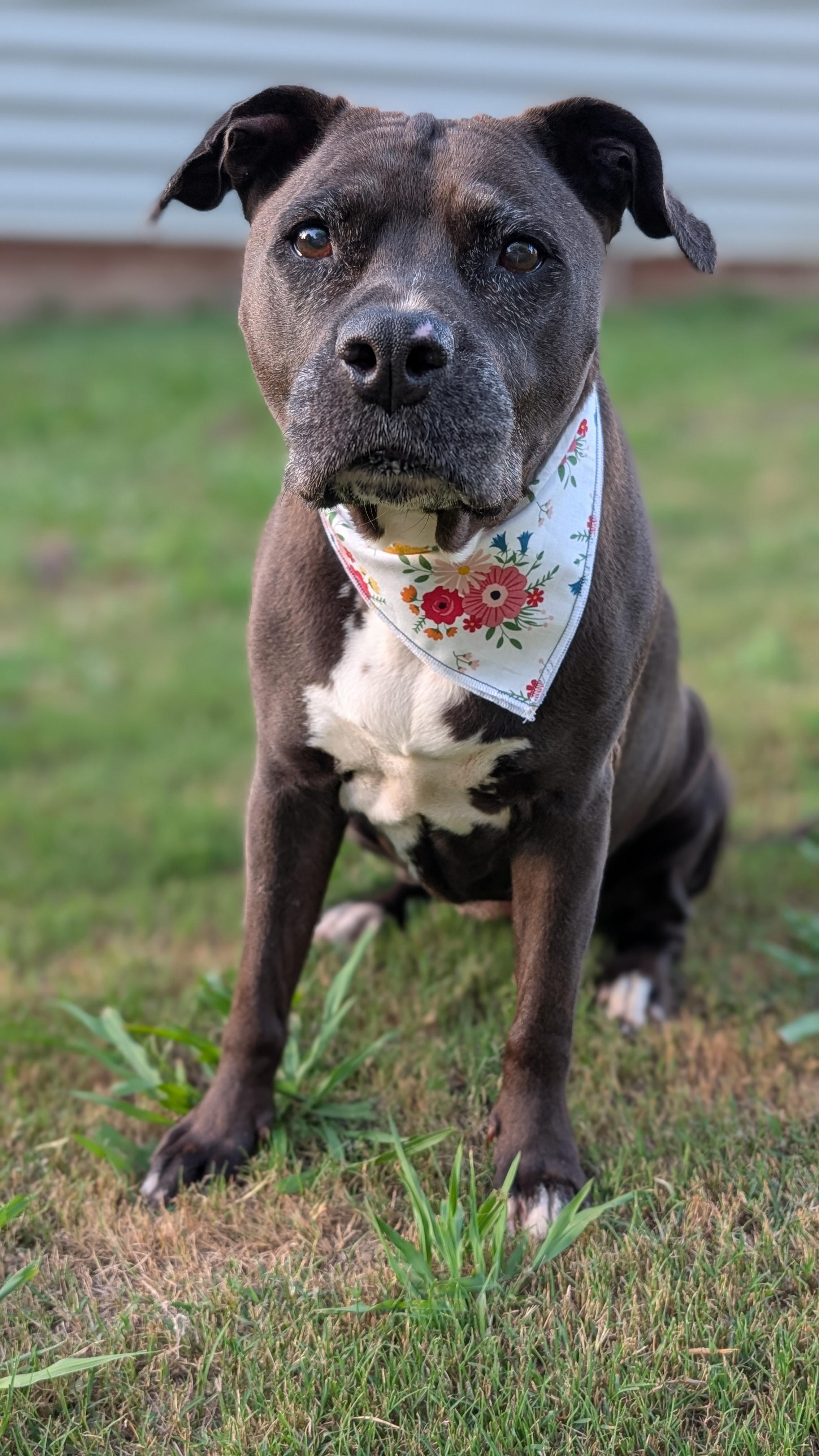 Enlarge Velma, a ADOPTABLE Pit Bull Terrier in Joppa, AL image 6/6
