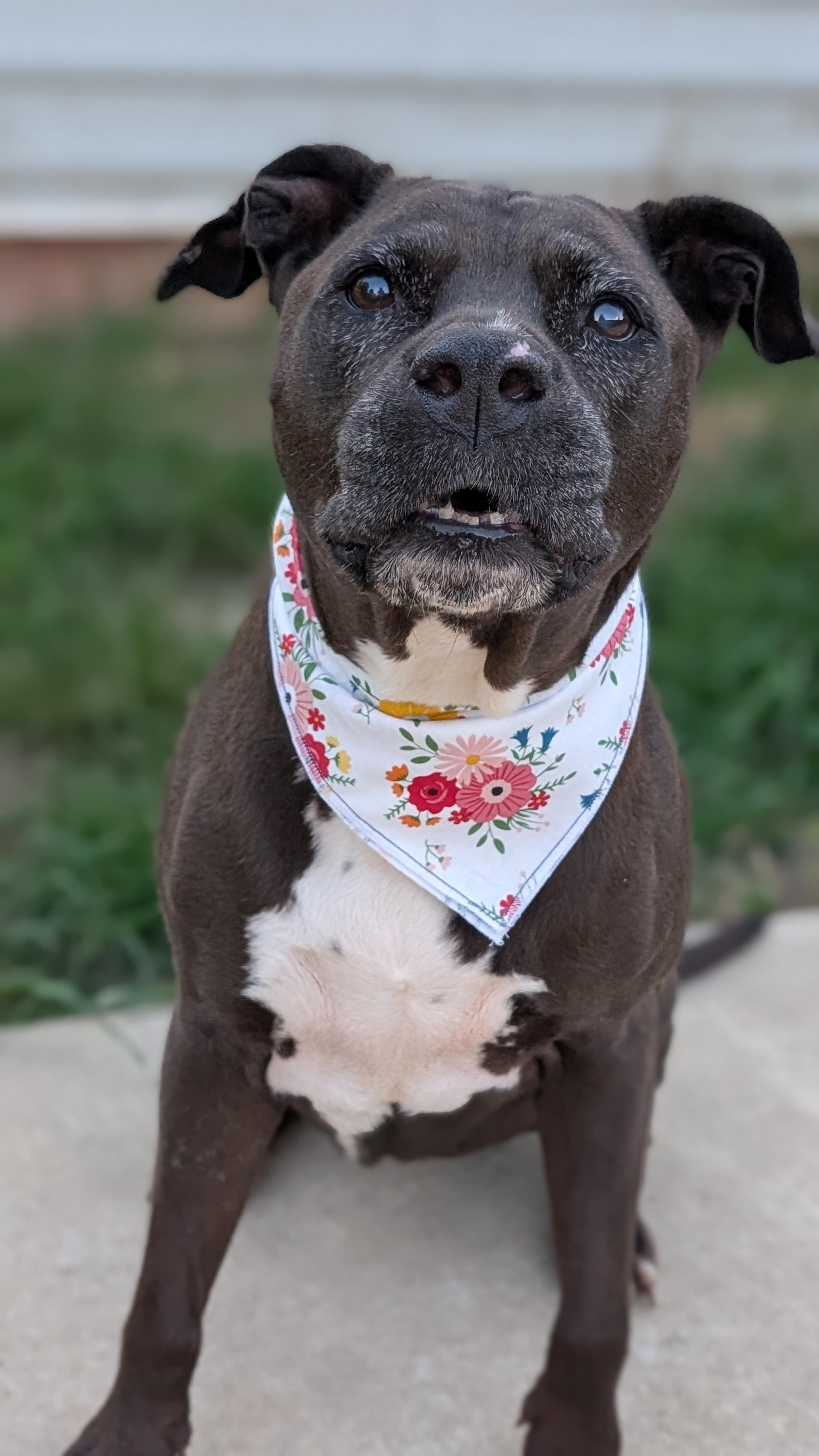 Enlarge Velma, a ADOPTABLE Pit Bull Terrier in Joppa, AL image 1/6