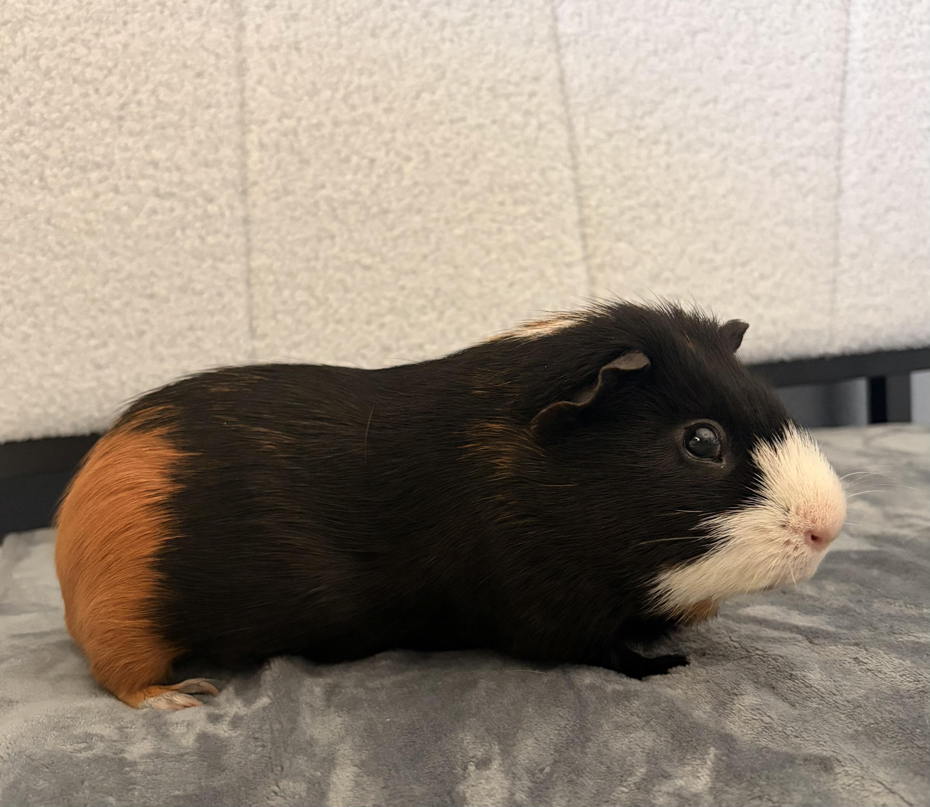 Spike, a ADOPTABLE Guinea Pig in Wellington, CO image 3/4
