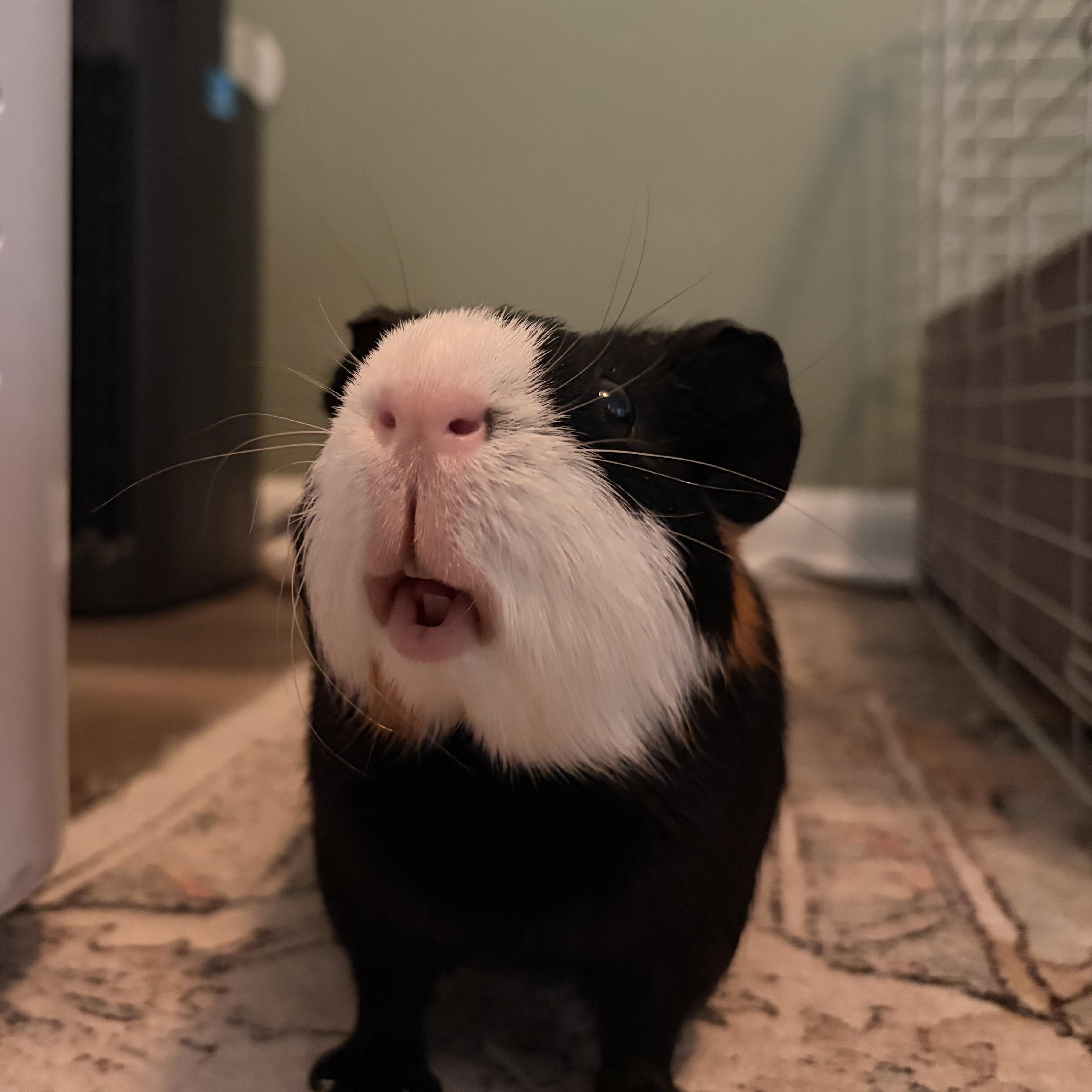 Spike, a ADOPTABLE Guinea Pig in Wellington, CO image 4/4
