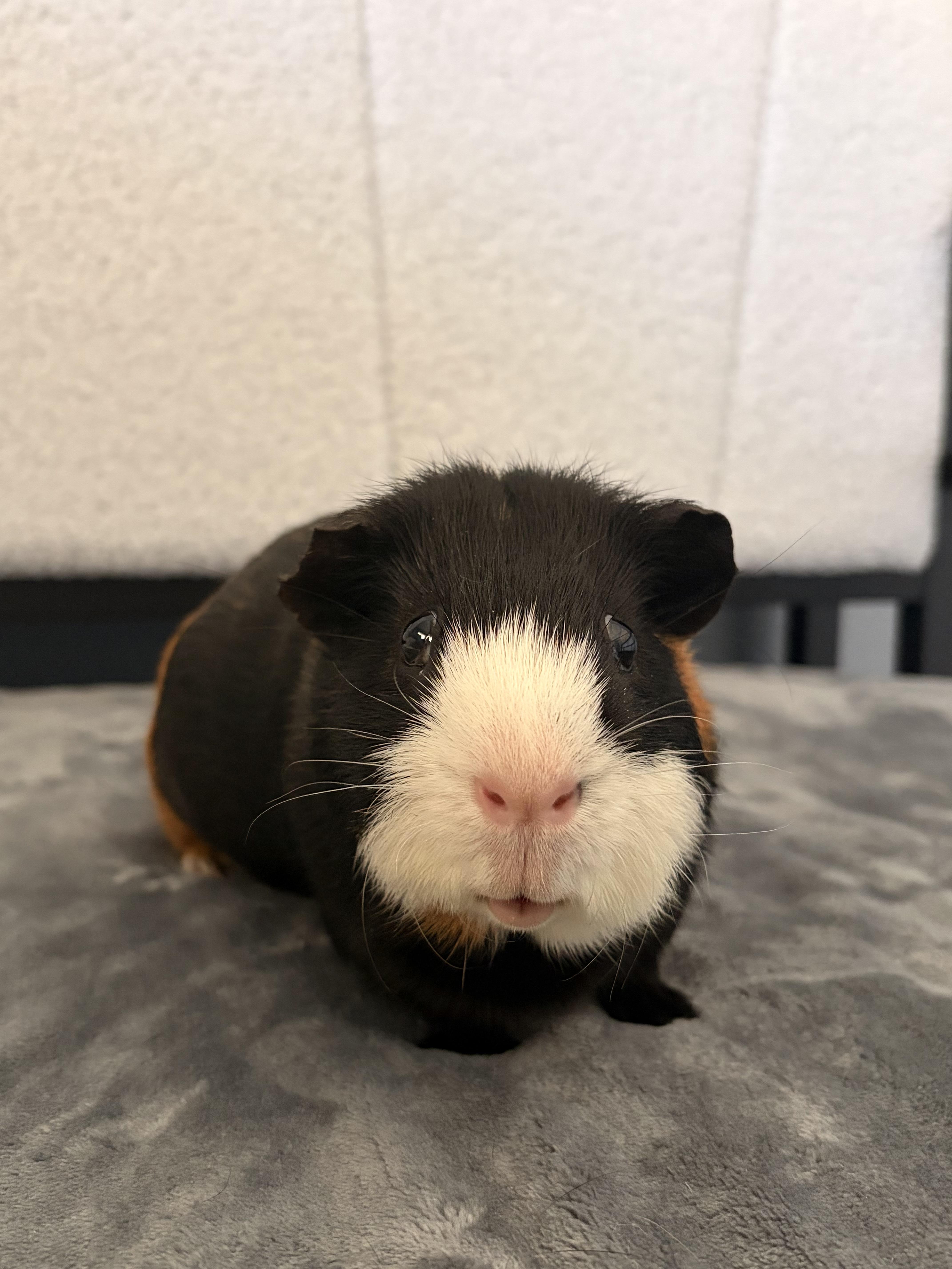 Spike, ADOPTABLE, Adult Male Guinea Pig.