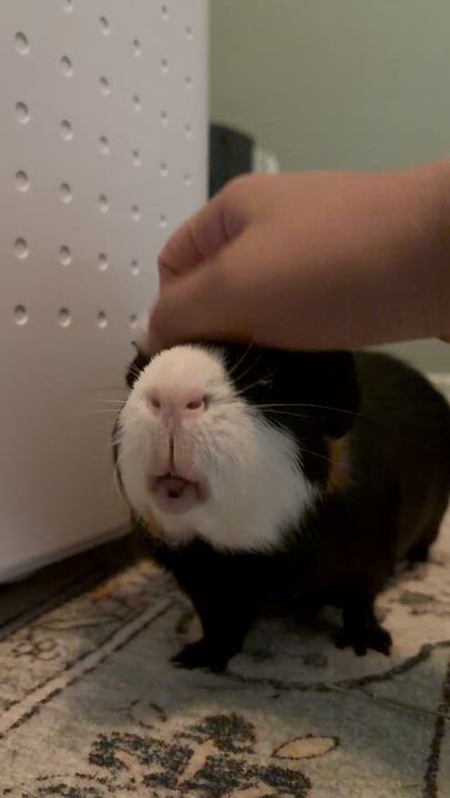 Enlarge Spike, a ADOPTABLE Guinea Pig in Wellington, CO video 2/4