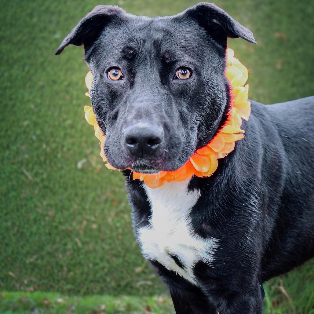 Earl, Adoptable, Adult Male Mixed Breed.