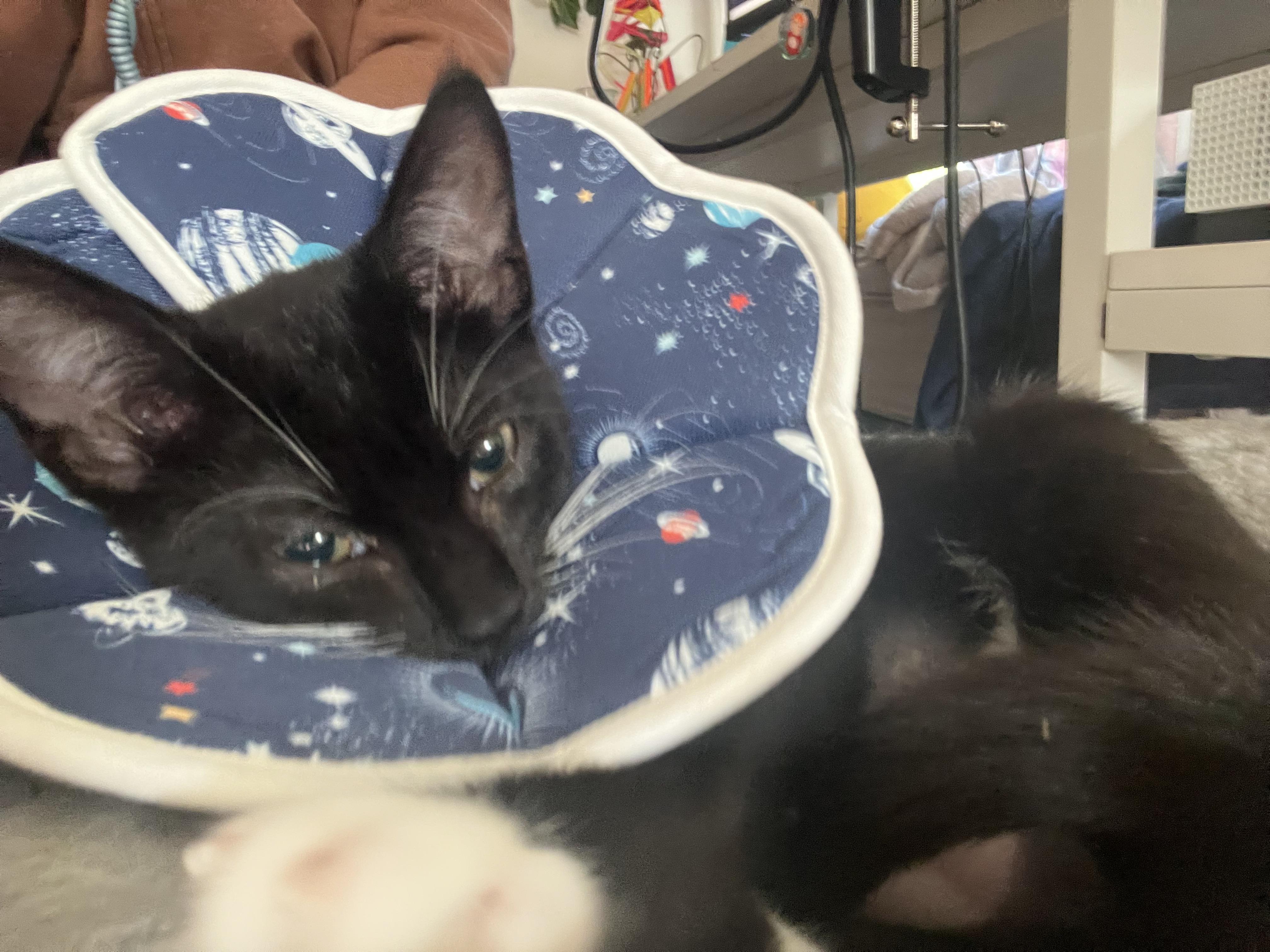 Enlarge Adrian, a Adoptable Tuxedo in Wheeling, IL image 2/3