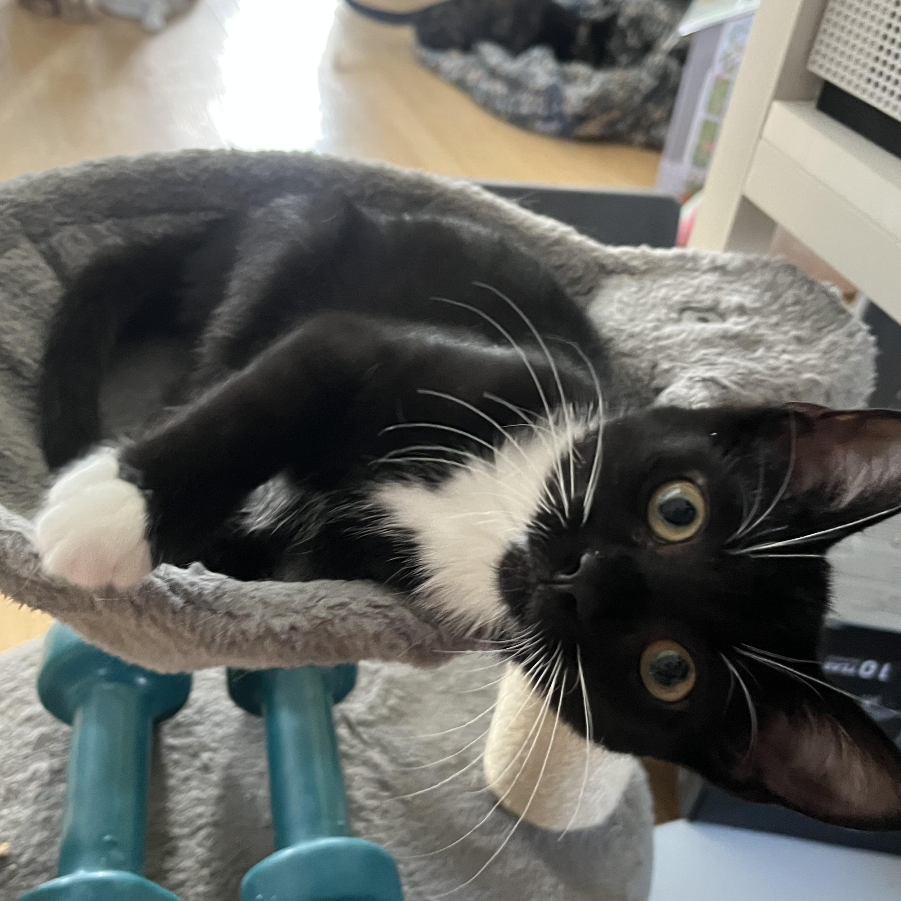 Enlarge Adrian, a Adoptable Tuxedo in Wheeling, IL image 3/3
