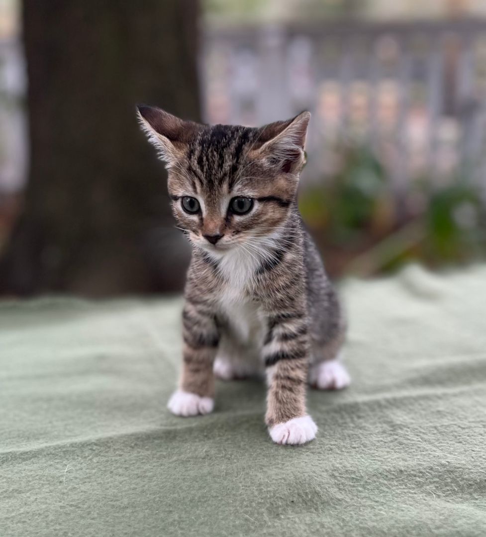 Celia, Adopted, Kitten Female Domestic Short Hair.