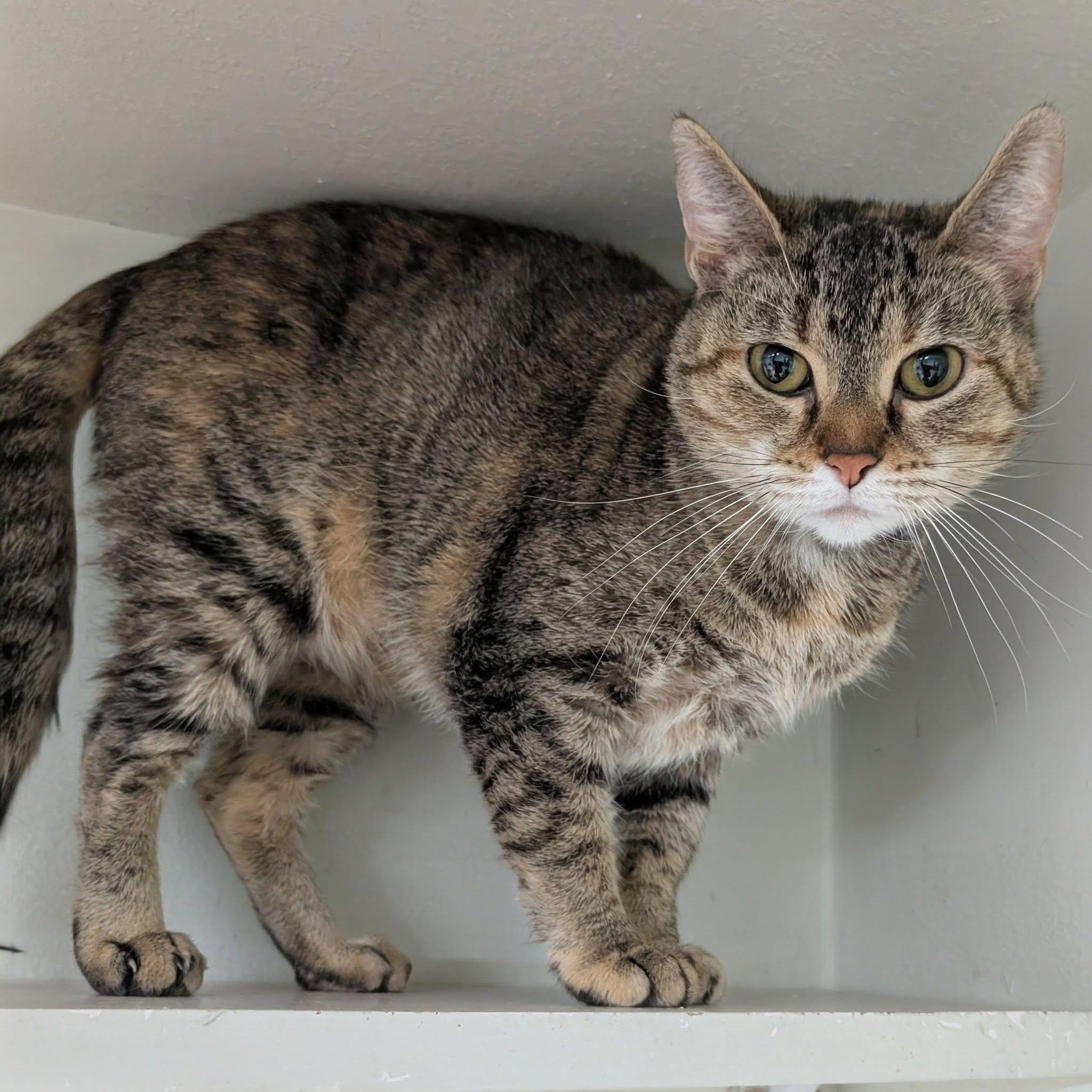 Bee, ADOPTABLE, Adult Female Domestic Short Hair.