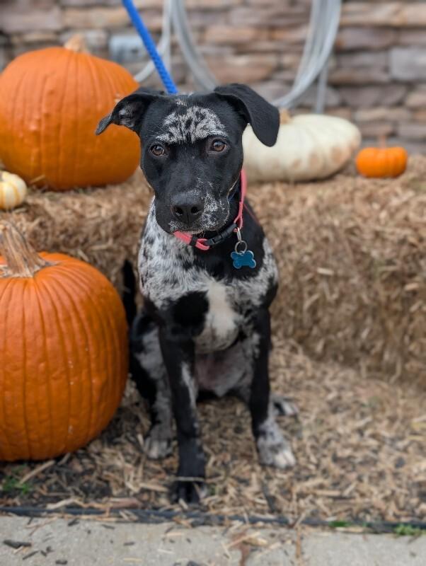 Liberty, a Adoptable mixed breed in Berkeley Heights, NJ image 1/6